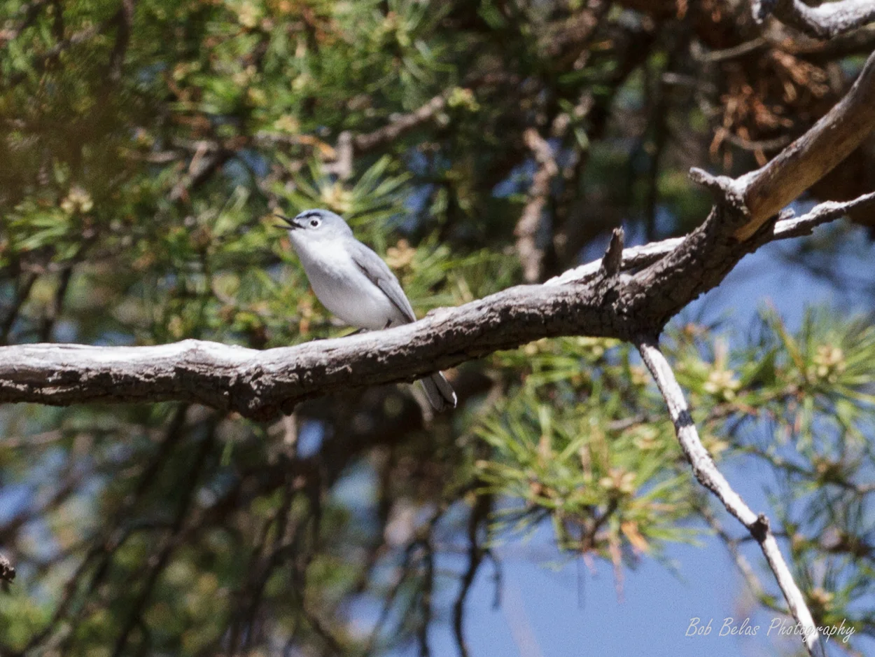 A blue-gray gnatcatcher, one of the early arrivals at Soldiers Delight