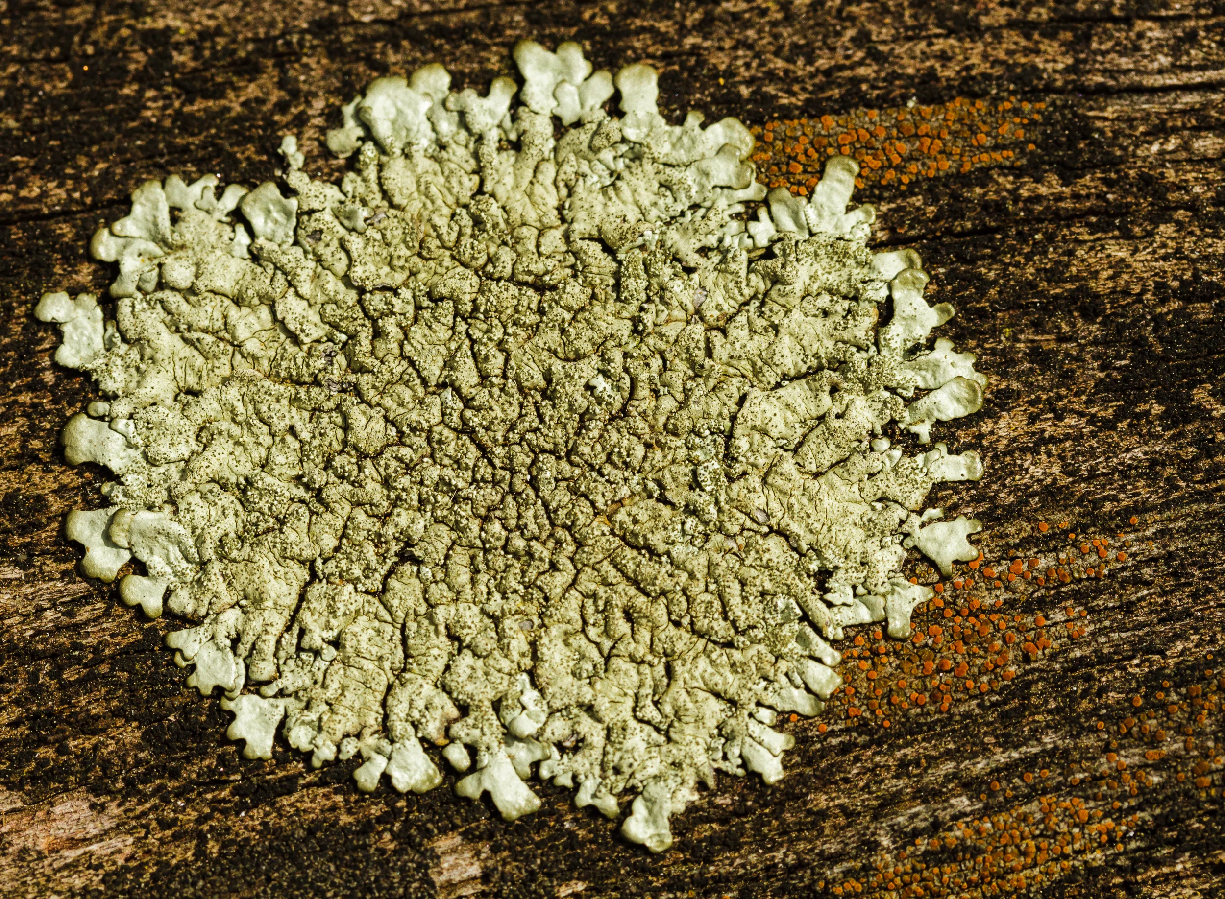 Lichens growing on my ipe lawn furniture