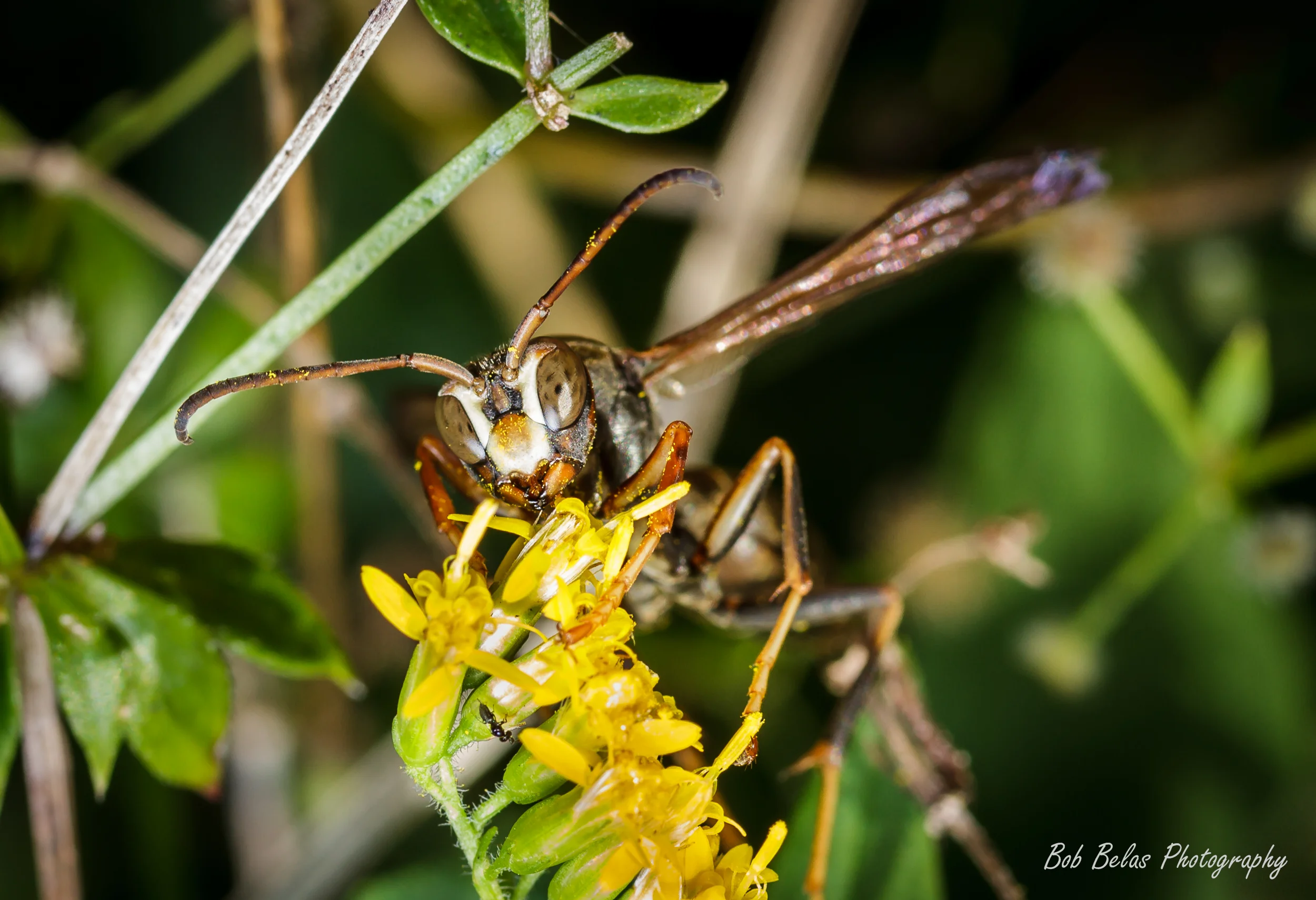 Hornet on golden rod