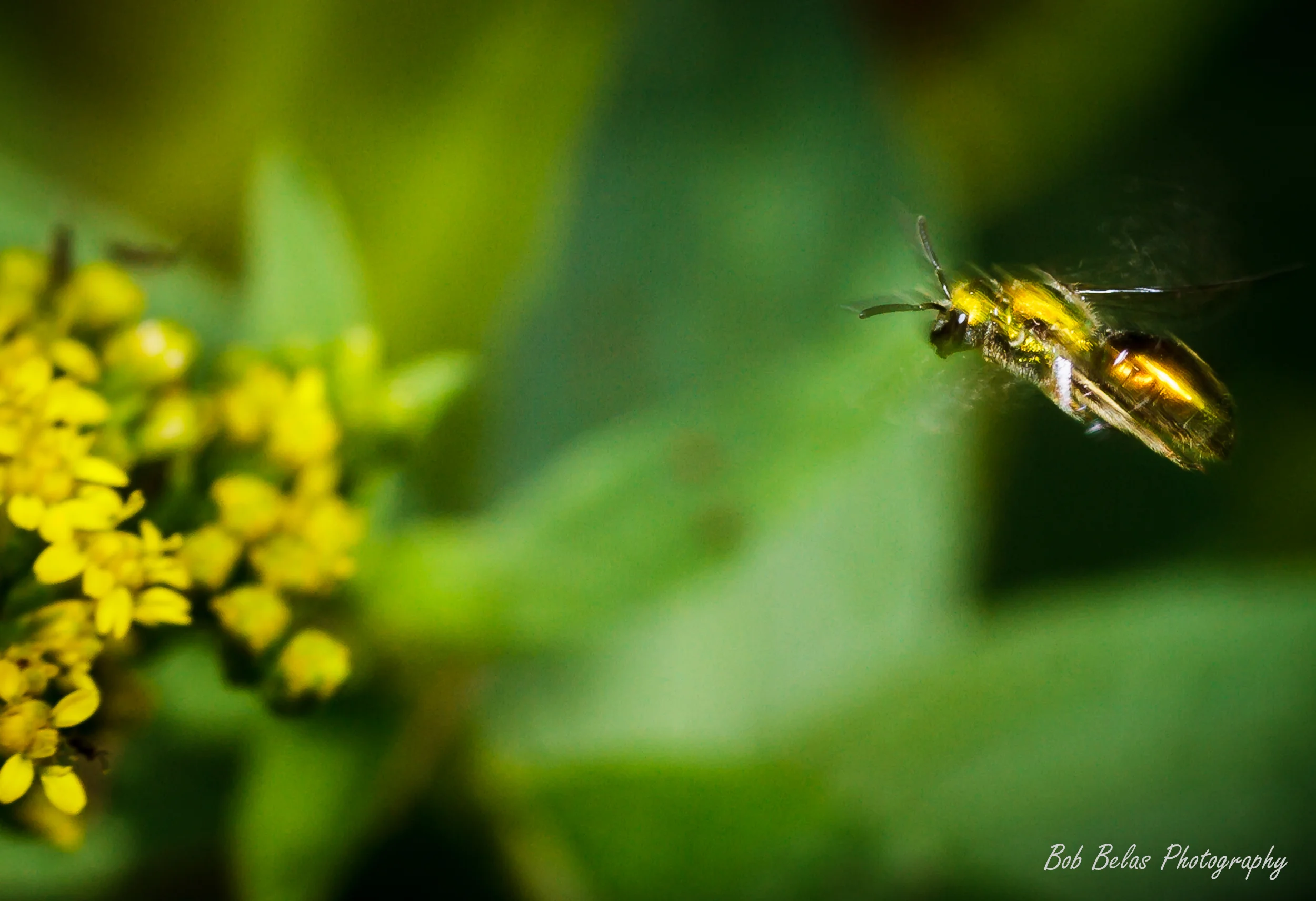Sweat bee on final approach