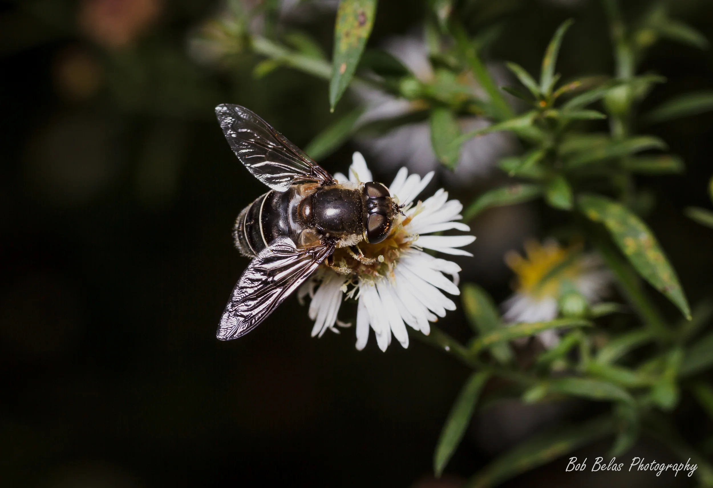 Hover fly on a daisy
