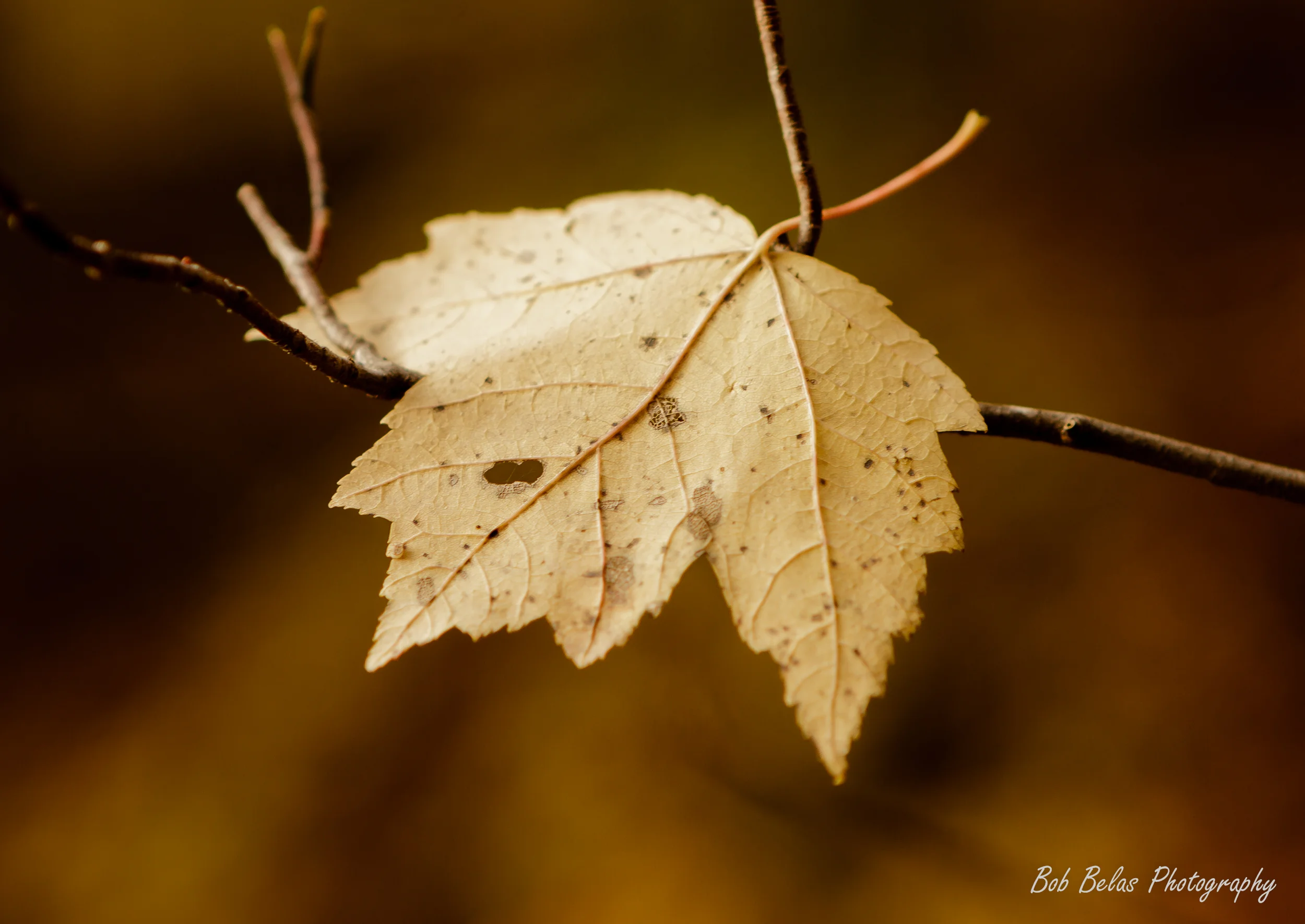 Fallen