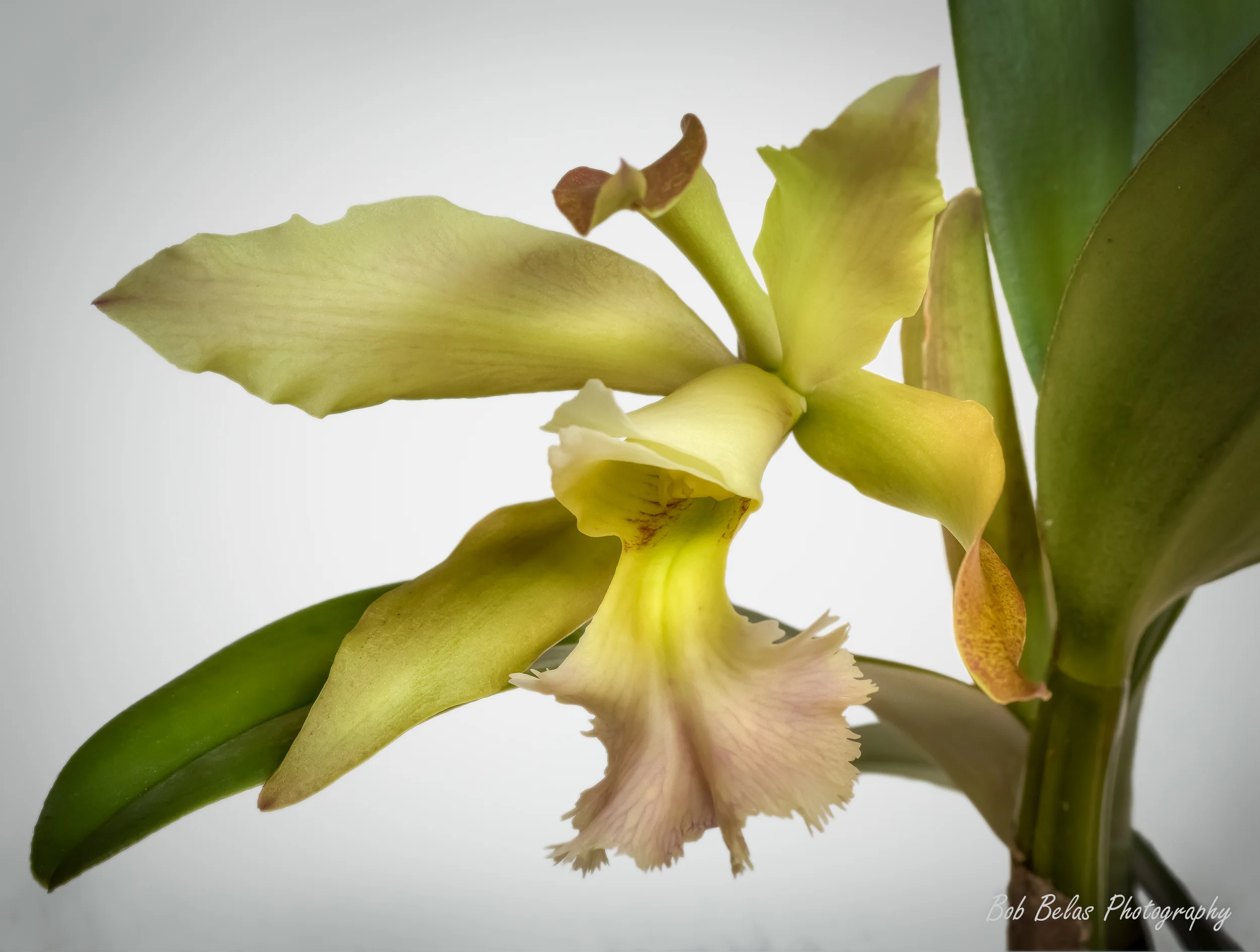 Orchid "Helene Belas"