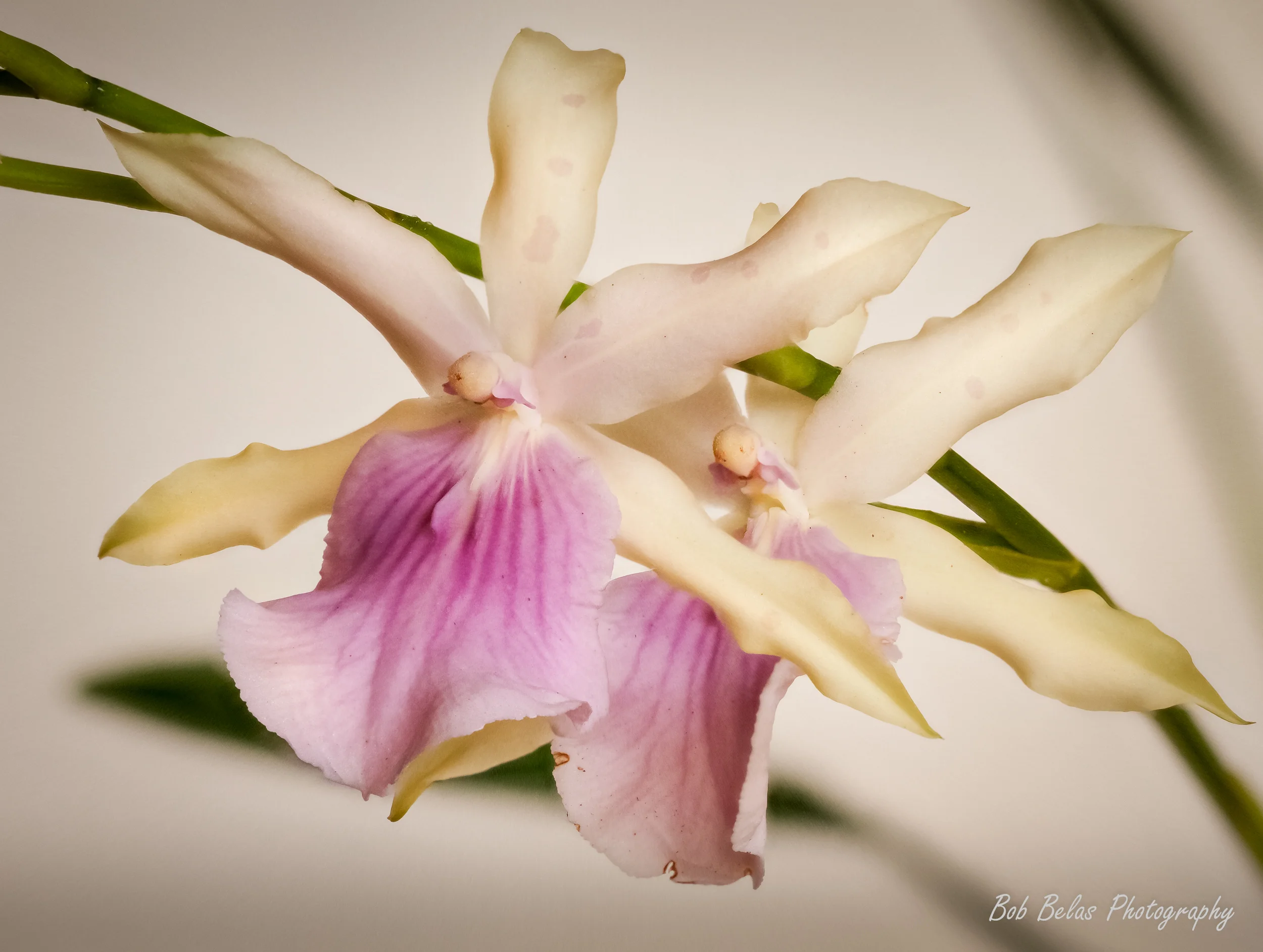 Orchid Miltonia "Sunset"