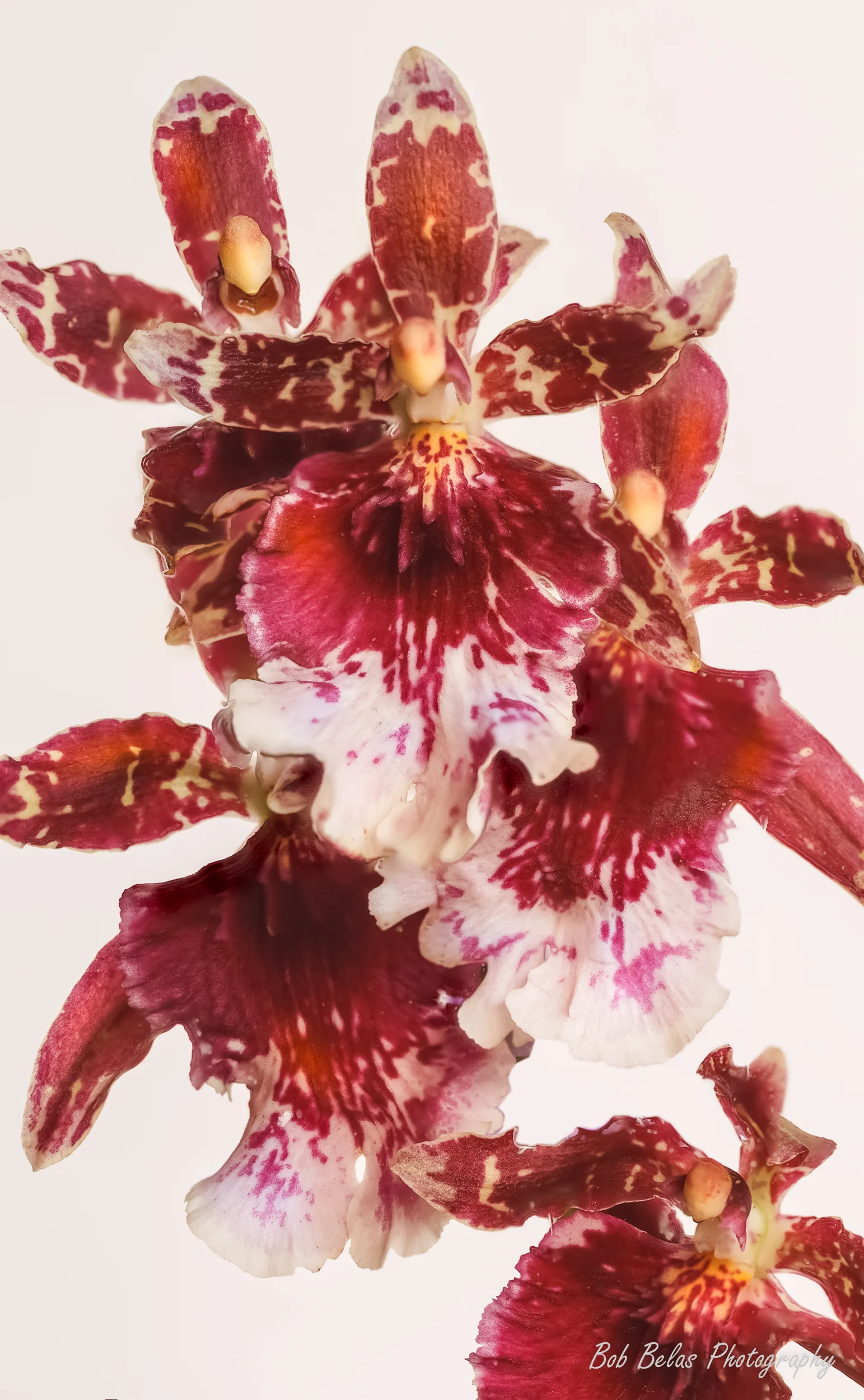 Orchid Ondoncidium "Burgundian"