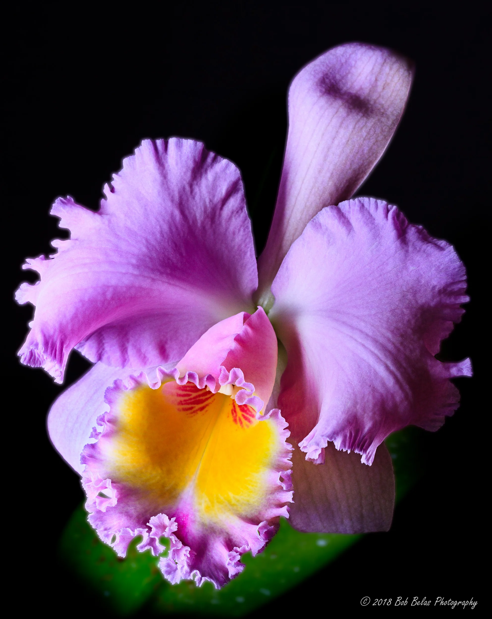 Marcella Koss, color