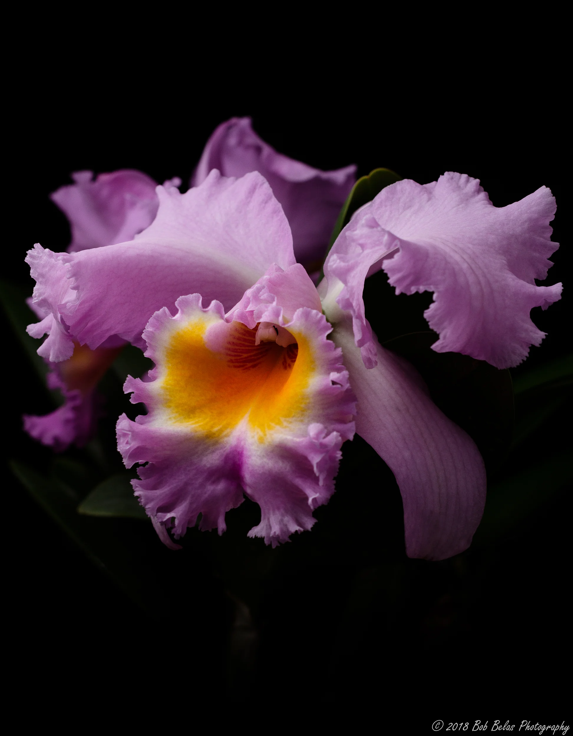 Marcella Koss, color