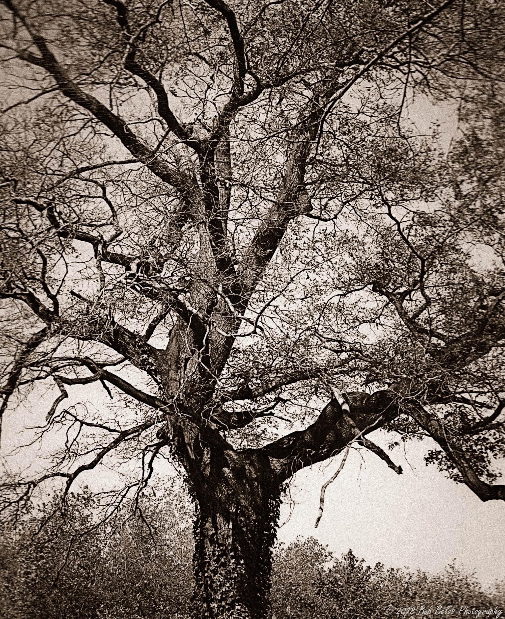 Oak, monochrome