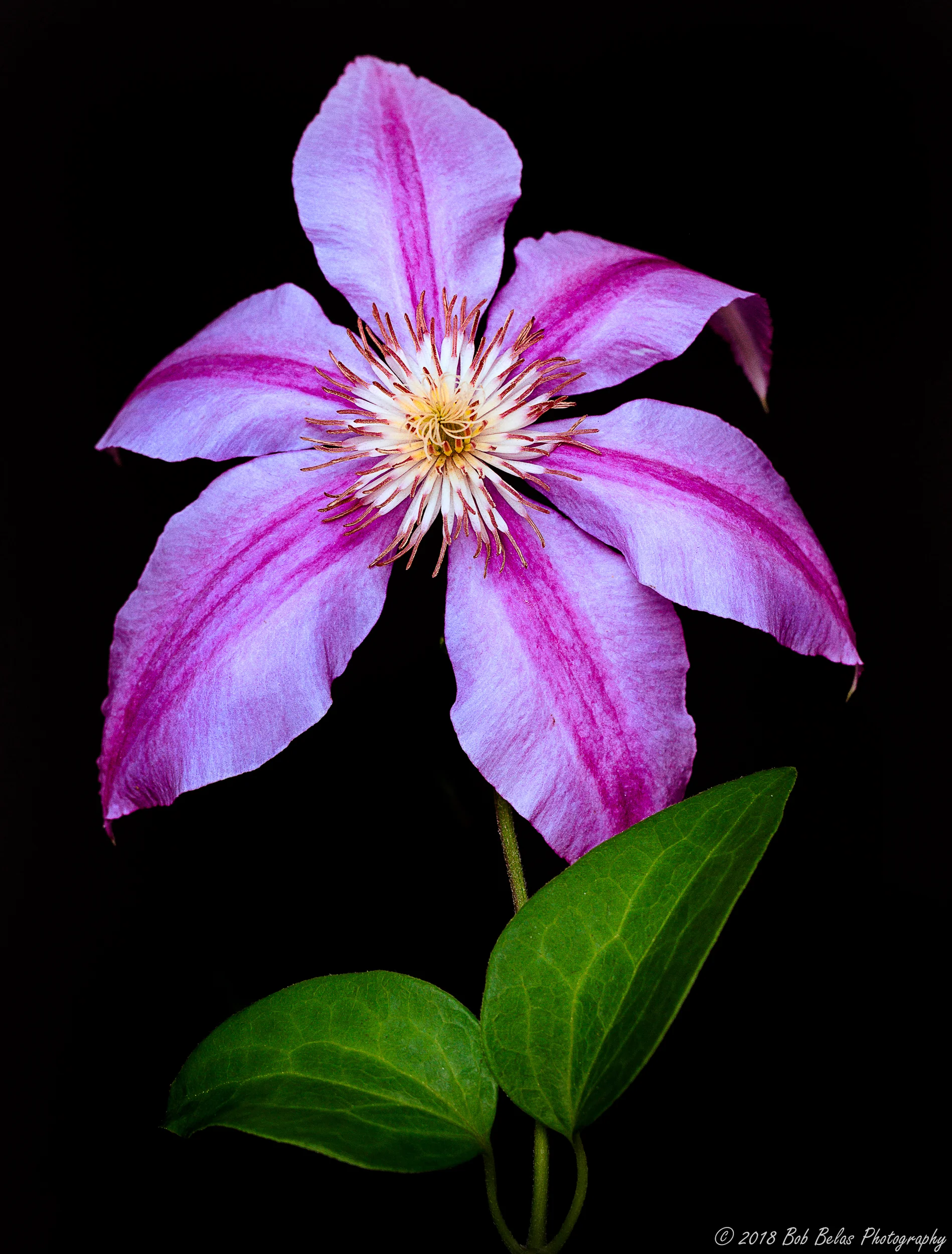 Clematis Portrait 1, color