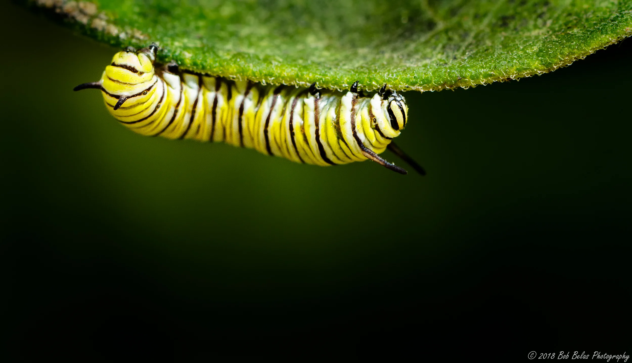 Monarch Caterpillar 1, color