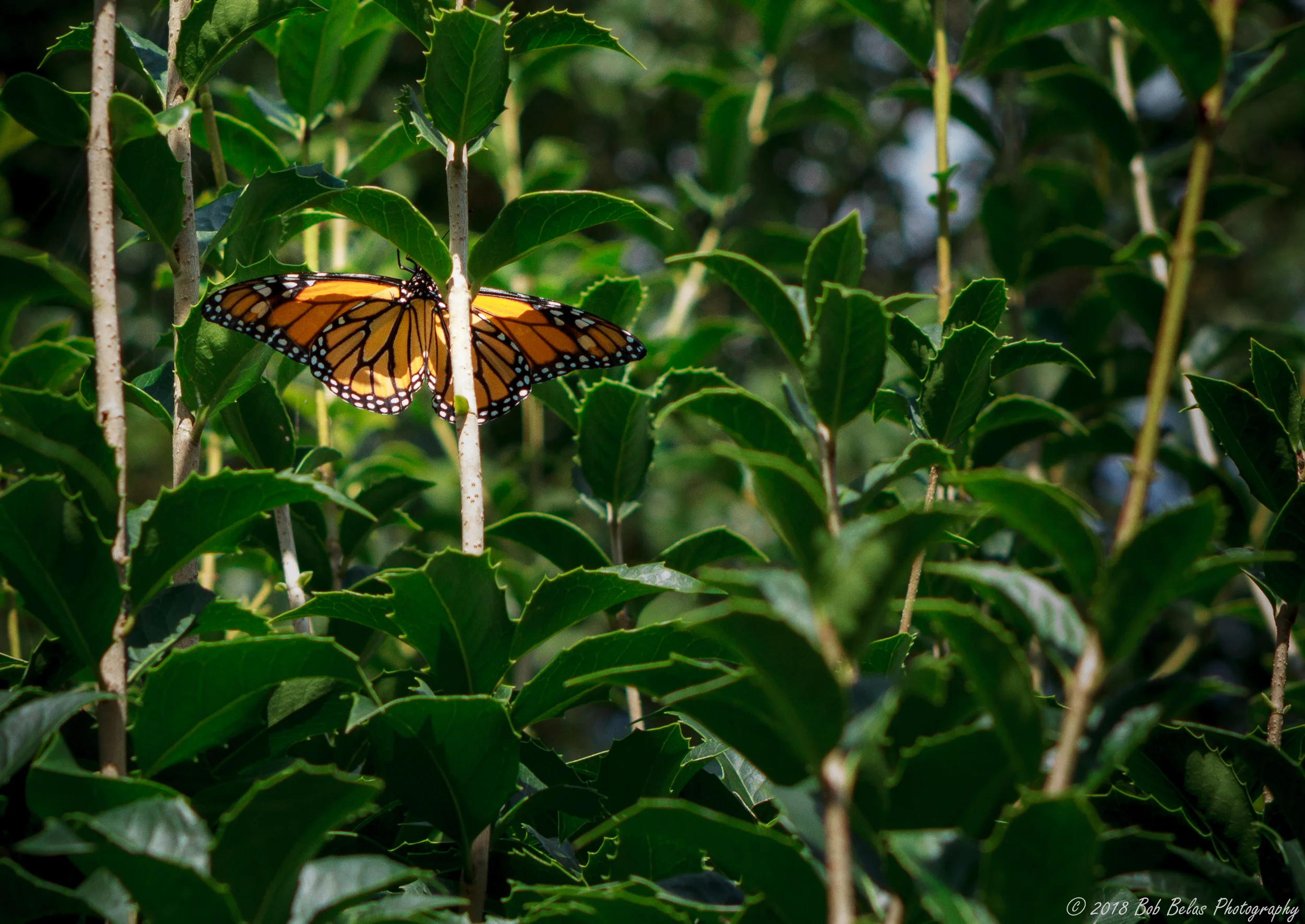Adult Monarch, color