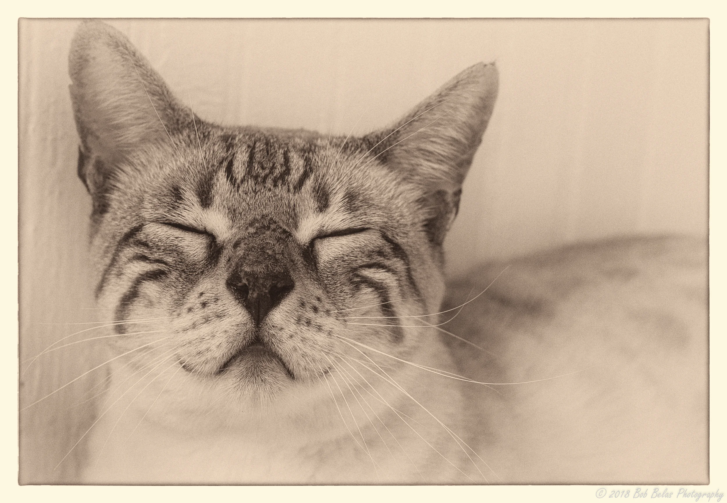 Dexter 2, monochrome