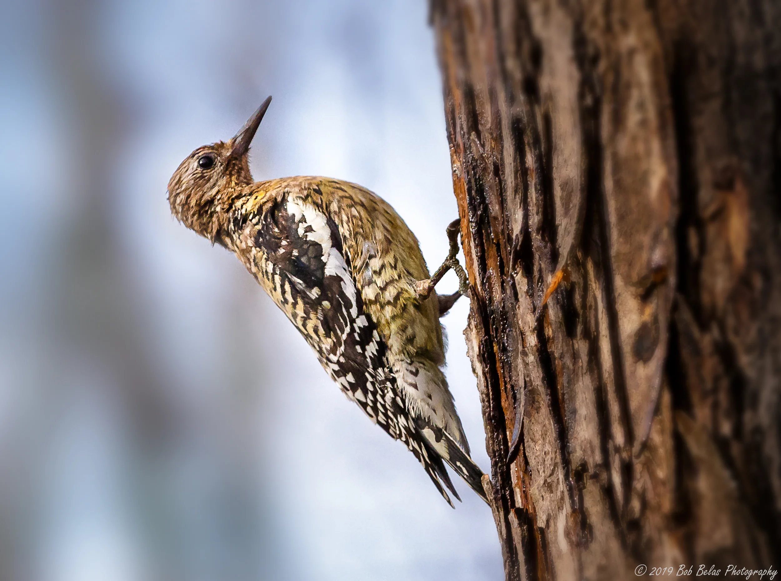 Immature Red-bellied Woodpecker, color