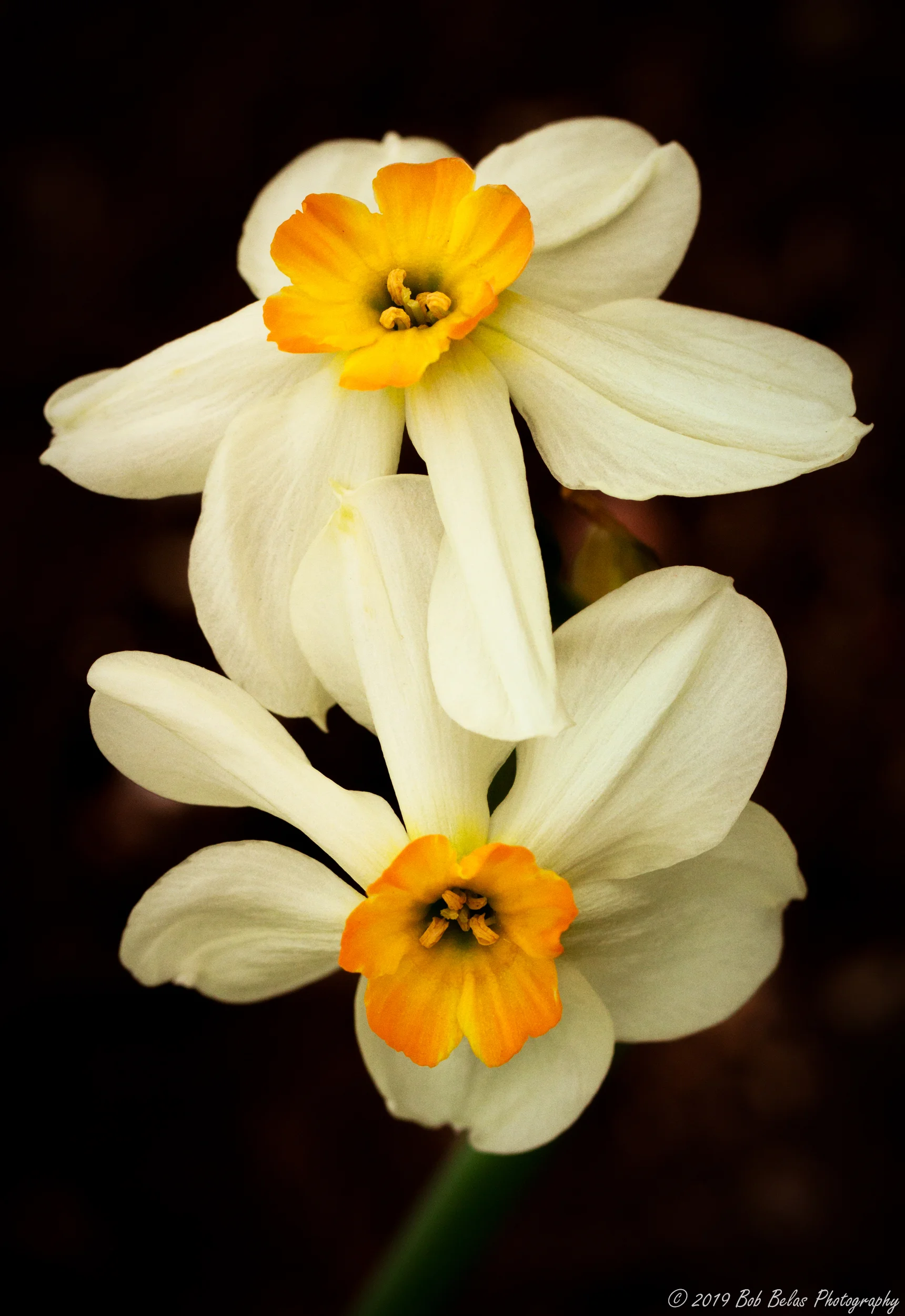 Jonquil Duo, color