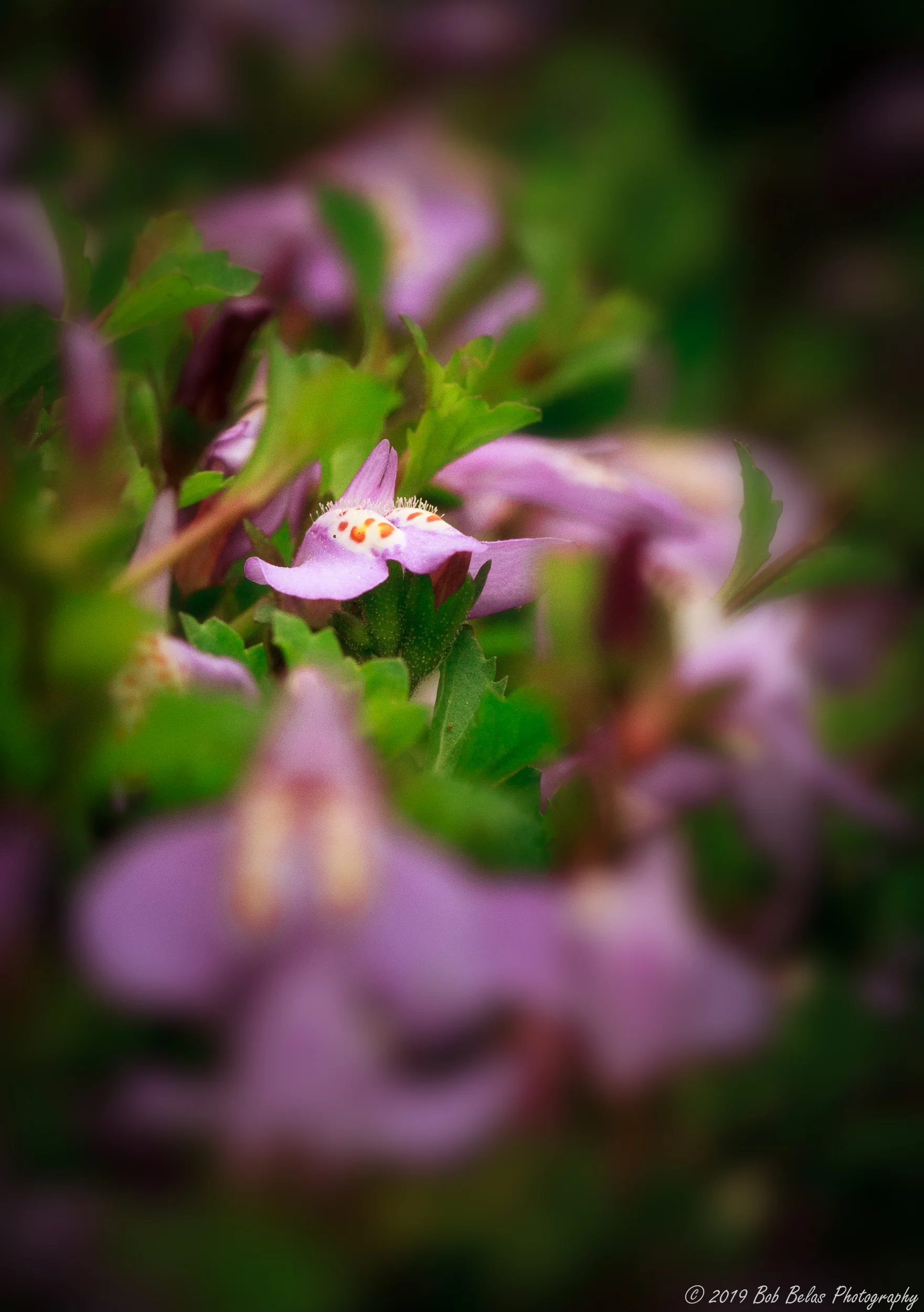 Mazus Meditation 3, color