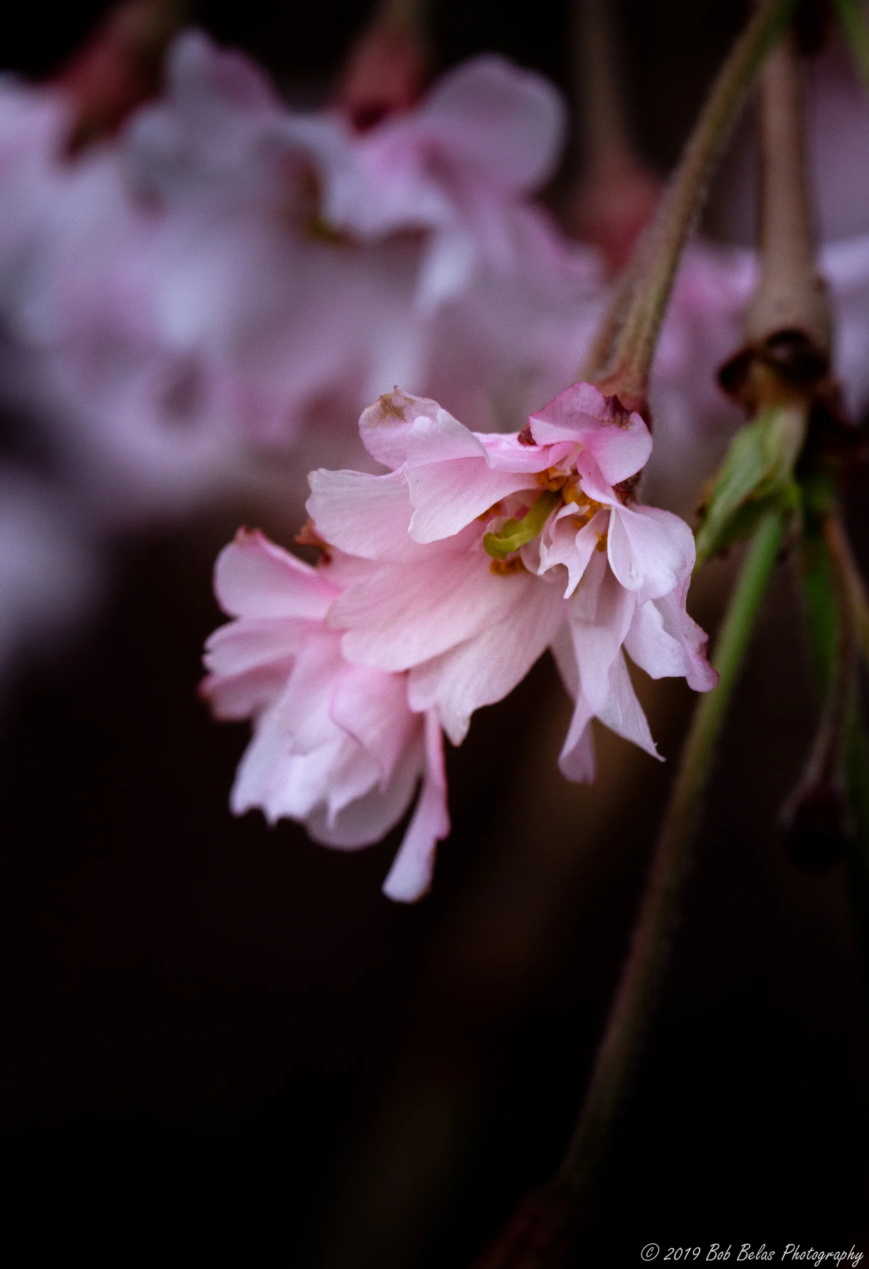 Weeping Cherry Blossom 3, color
