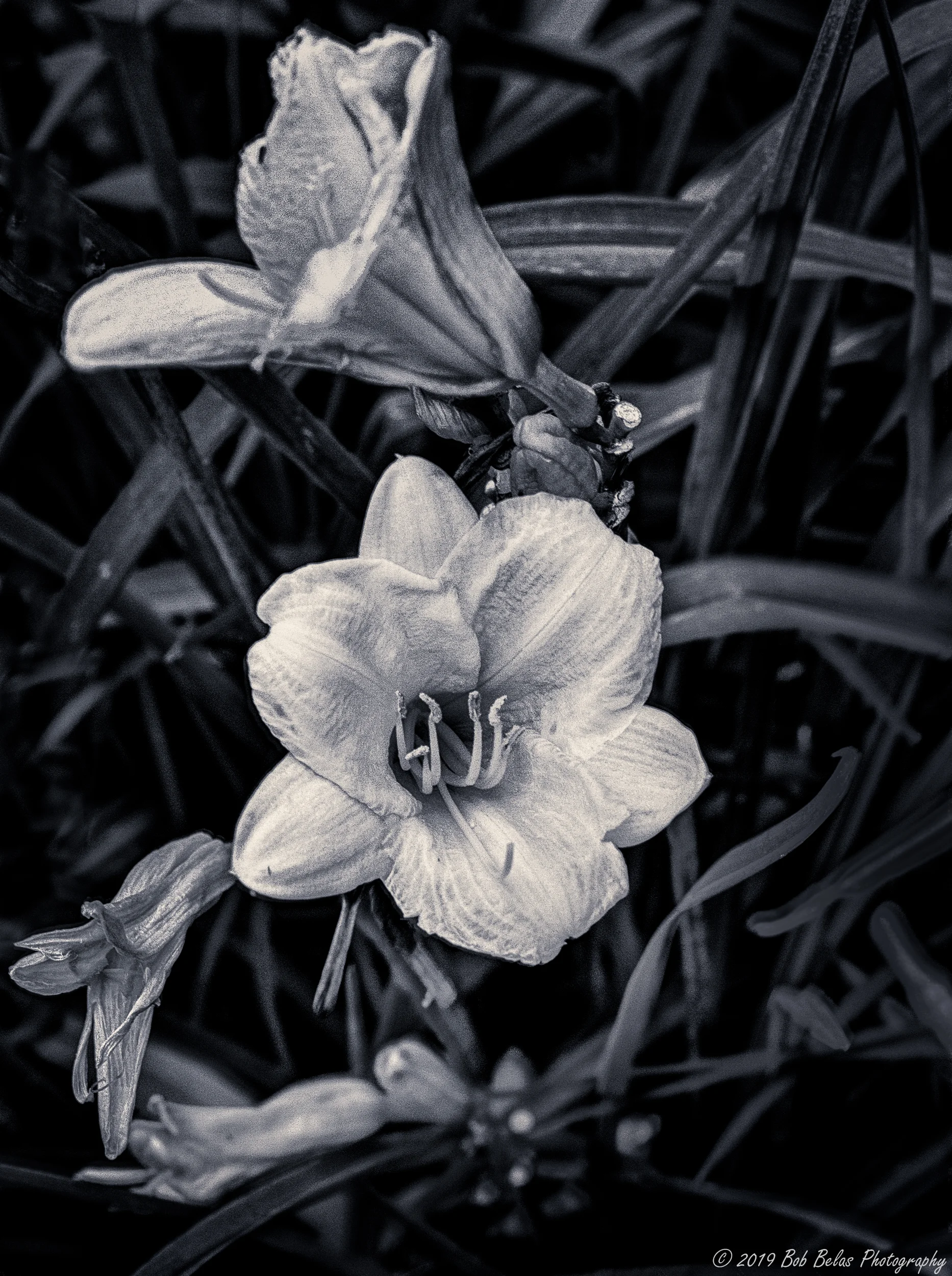 Daylily, monochrome