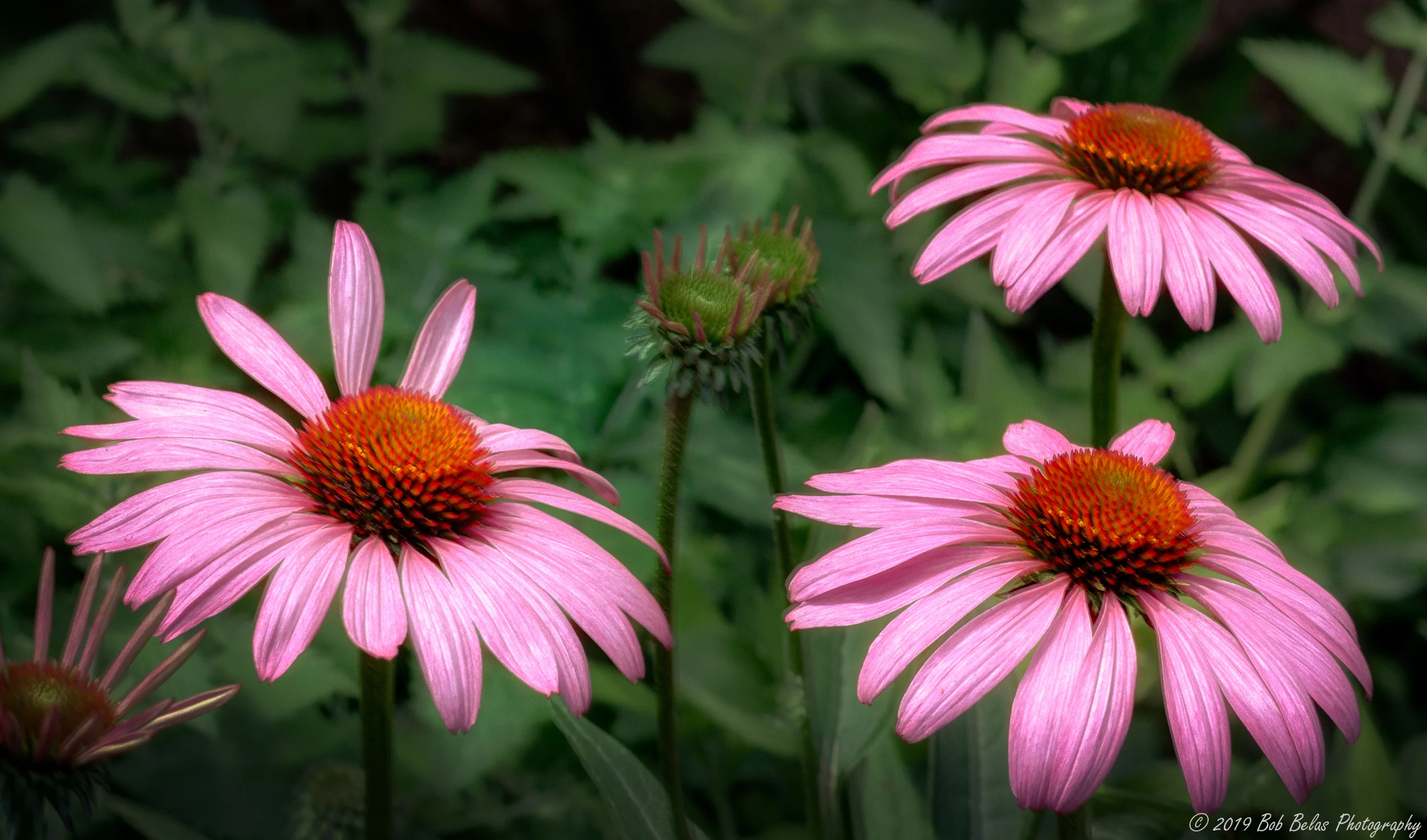 Morning coneflowers Op3, color