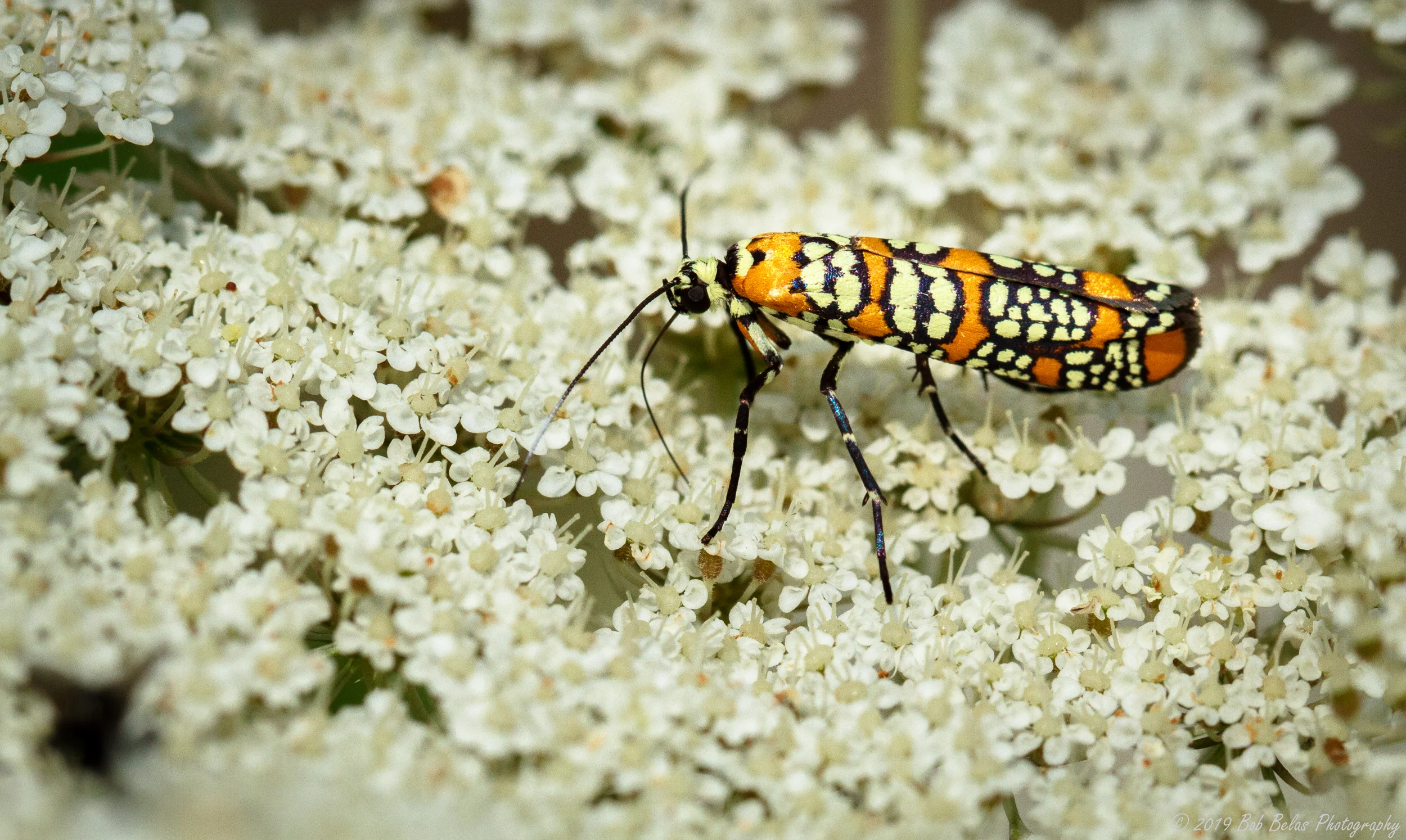 Ailanthus Webworm Moth 3, color