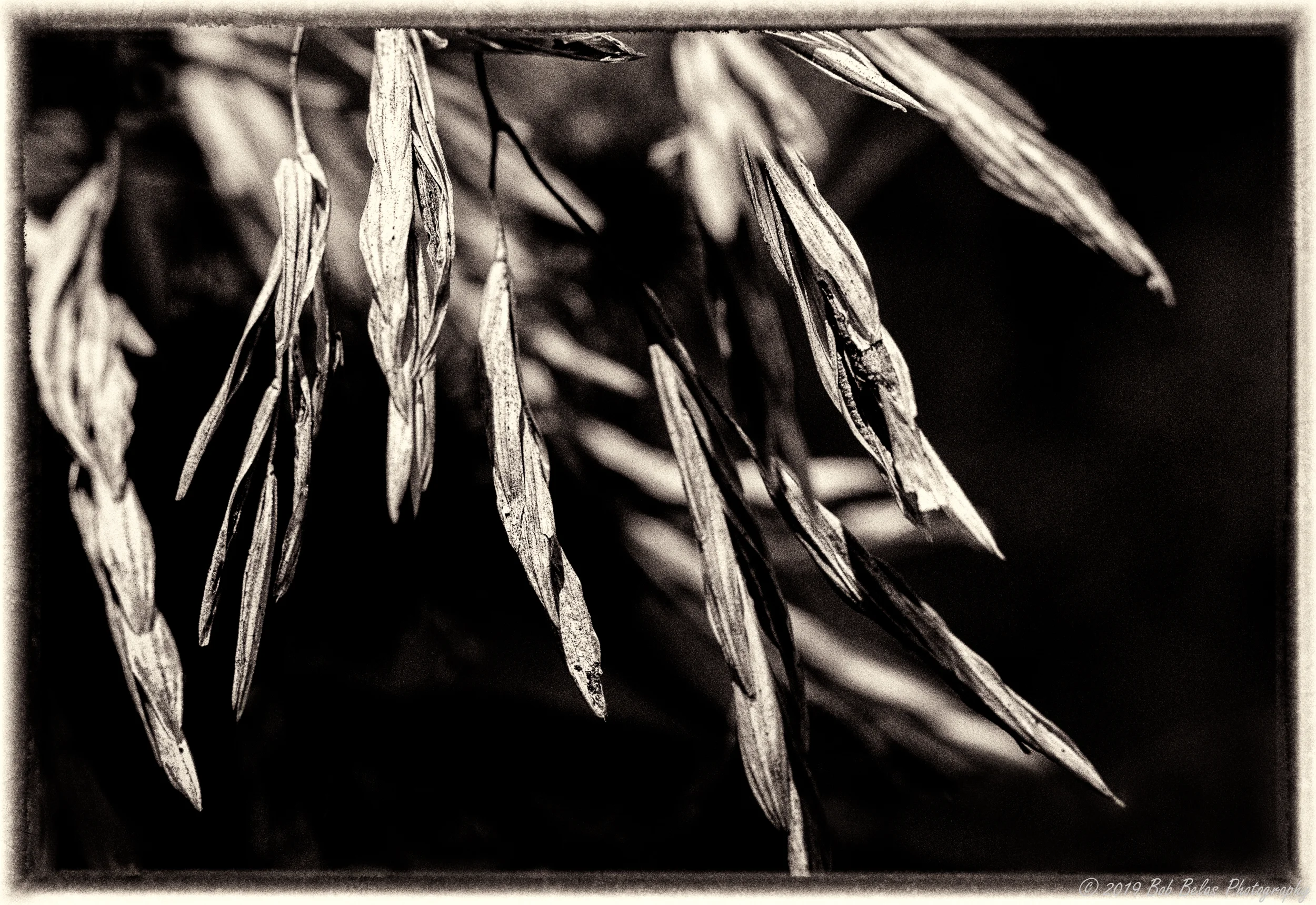 Foliis Arefactis, monochrome