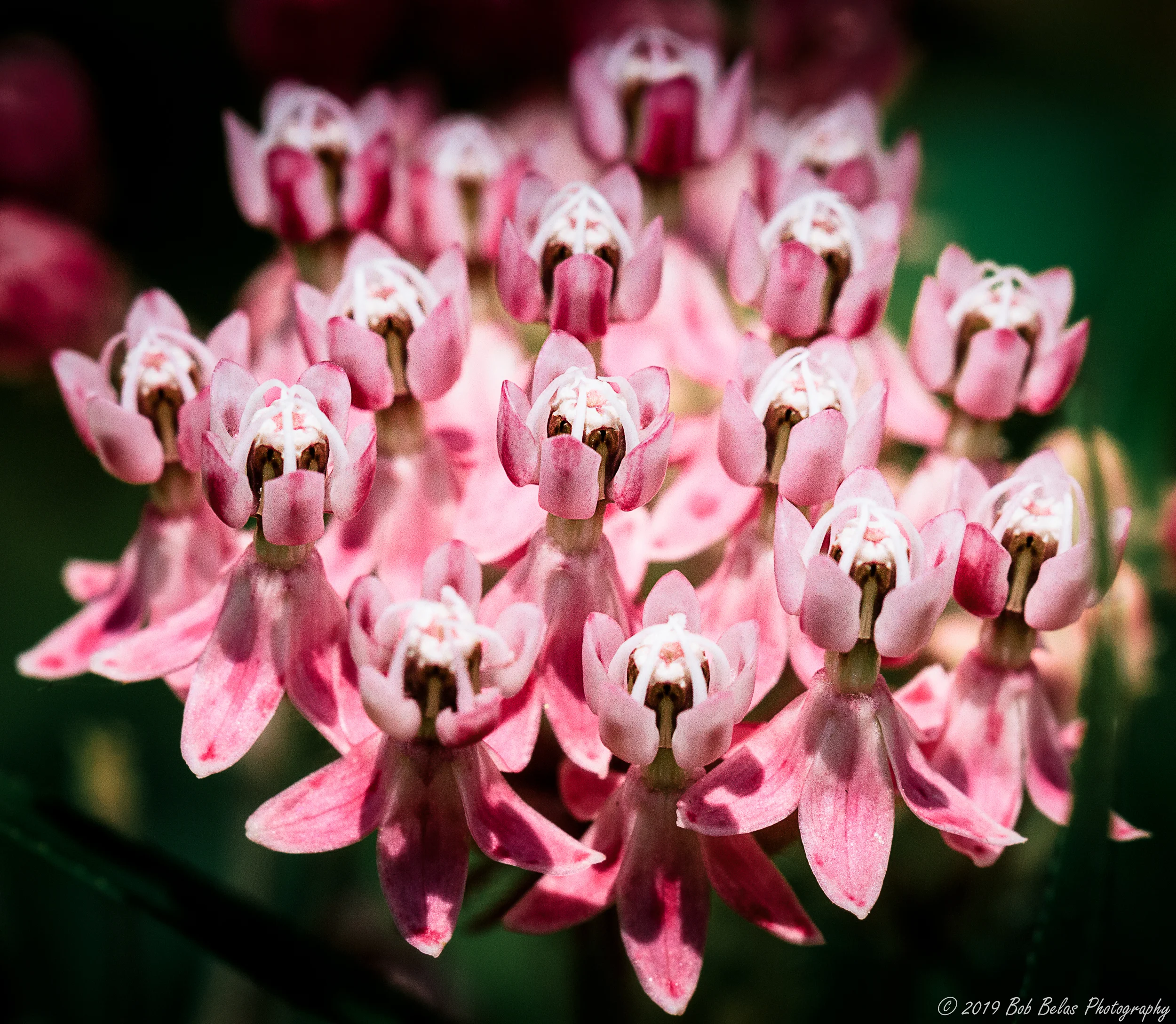Blooms Aplenty, color