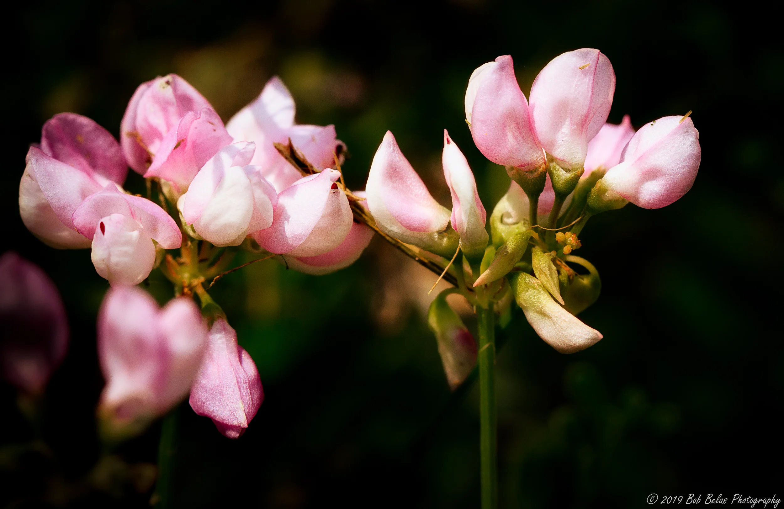 Cowpea flowers, color