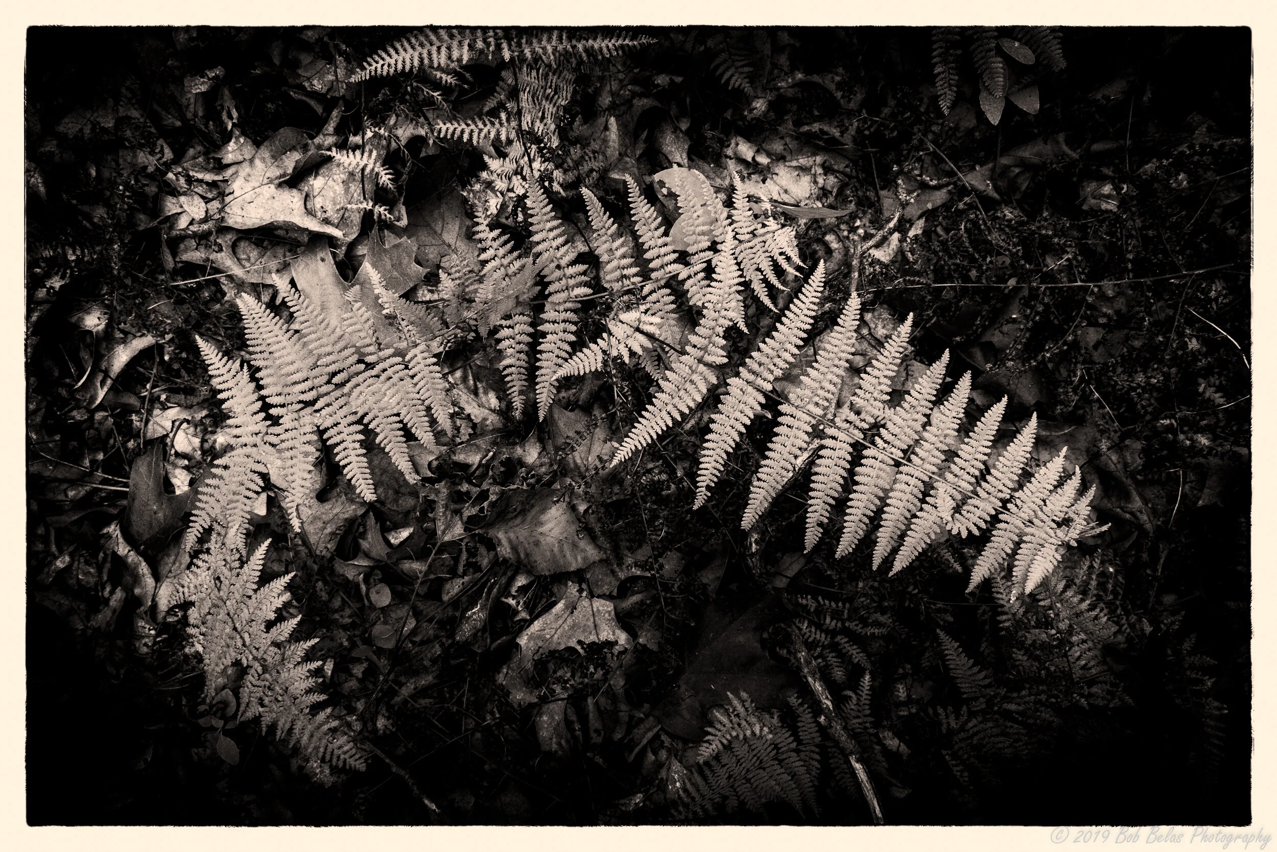 Ferns at dusk 2, monochrome