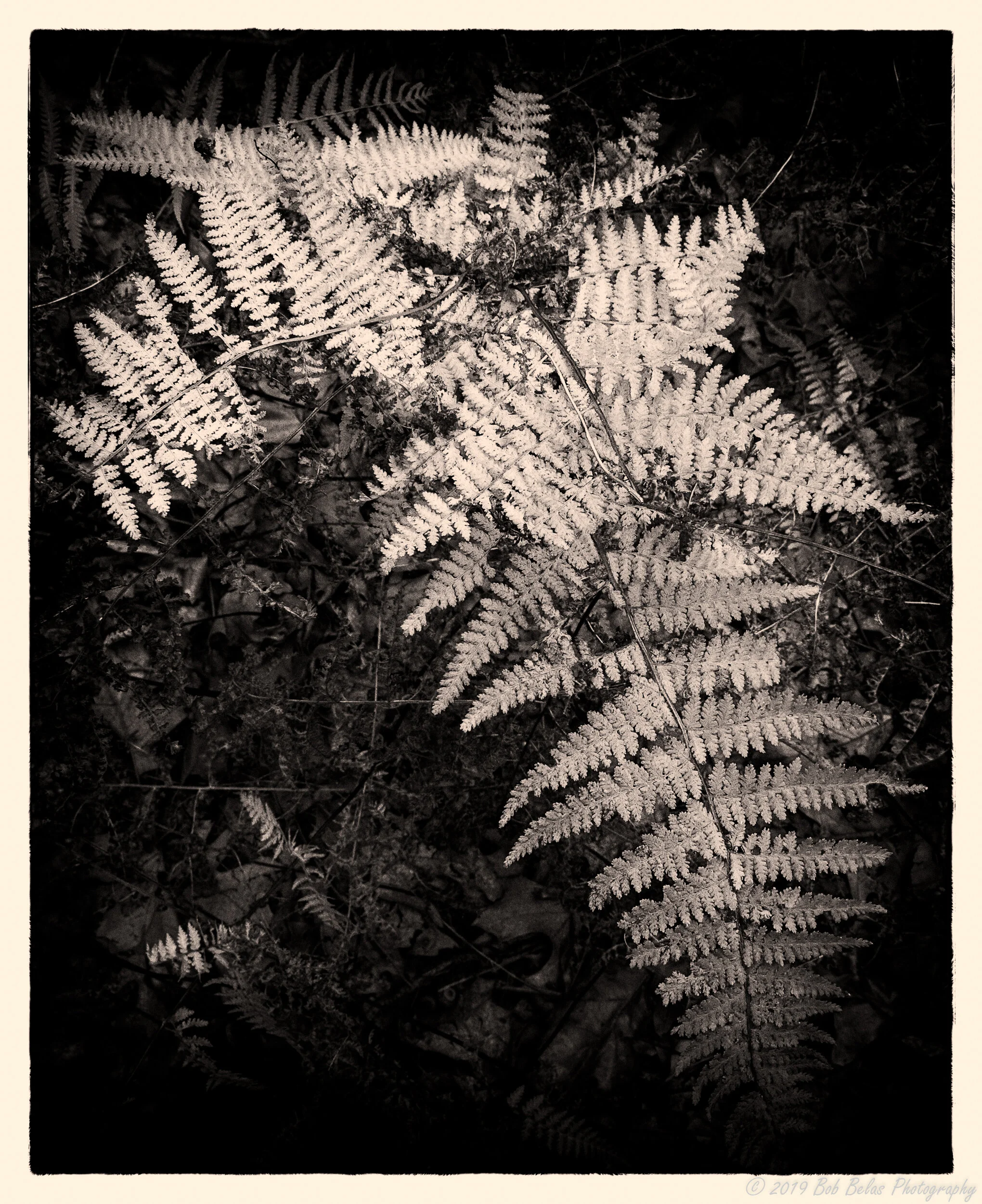 Ferns at dusk 4, monochrome