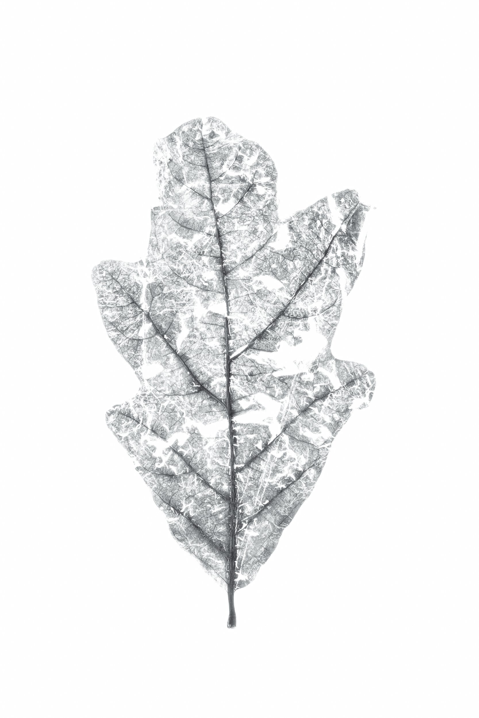 Oak Leaf Skeleton #2 | RBMk4_2410 | Robert Belas Photography