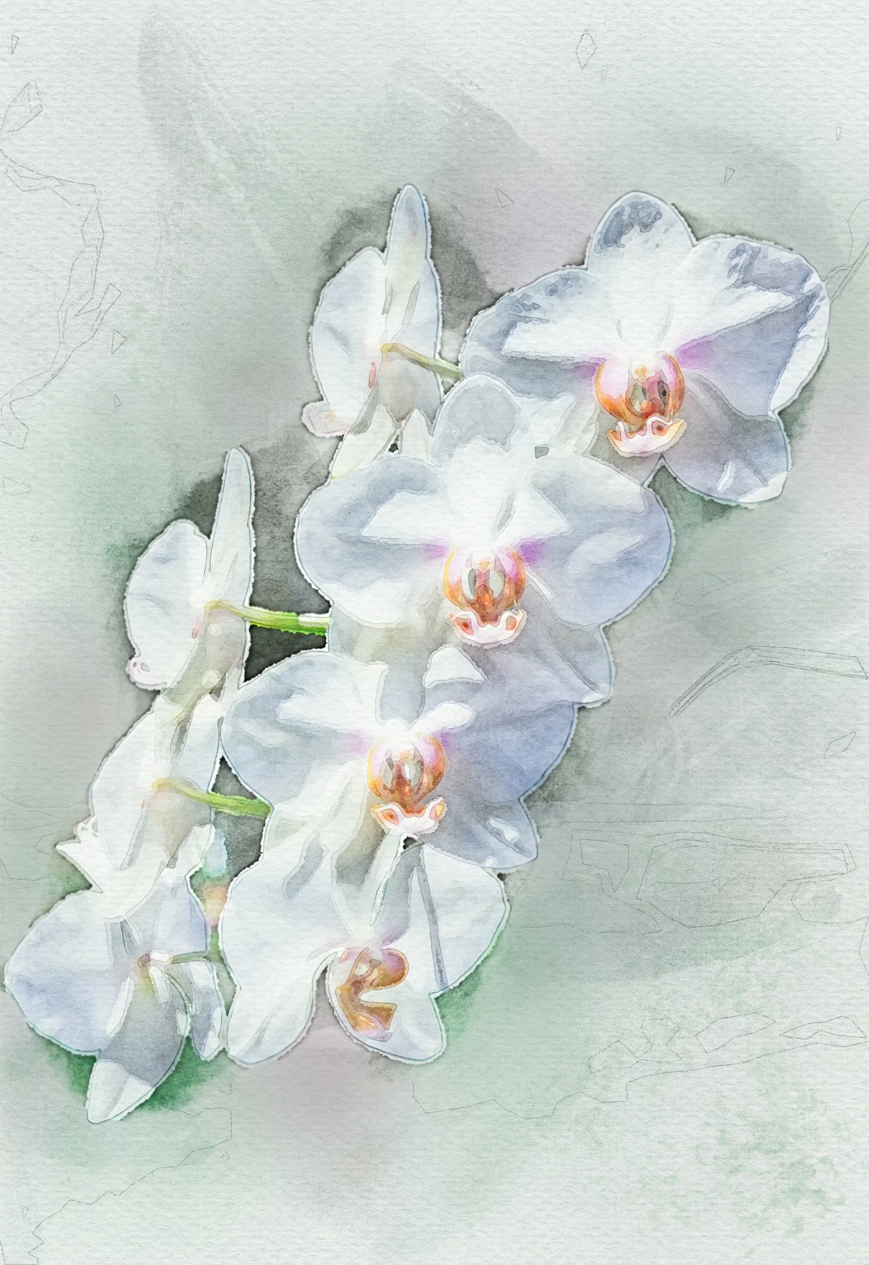 RB_KChrom_Orchid_21