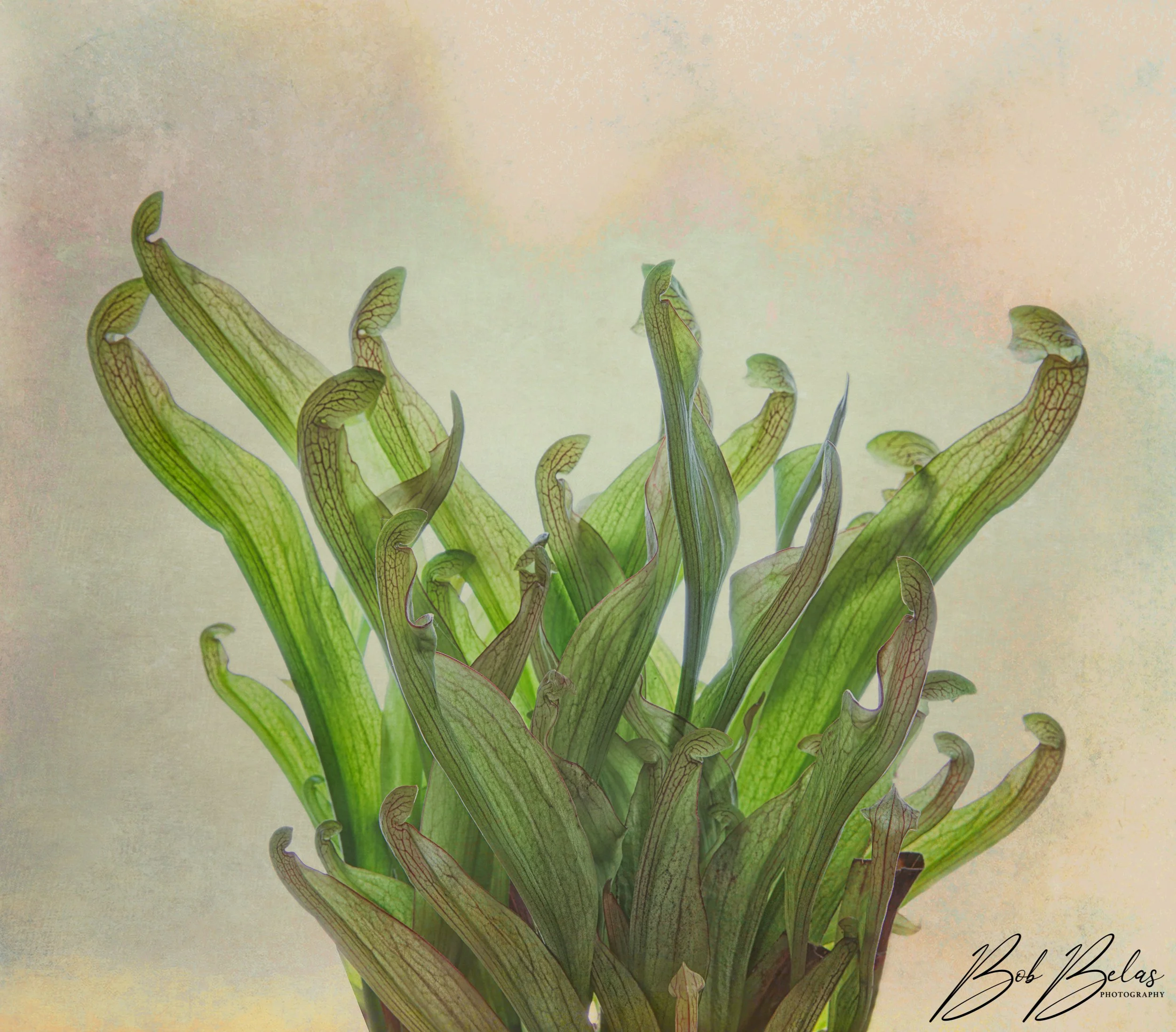 Pitcher Plant HiKey 2.jpg