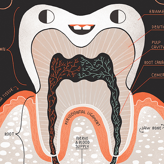 ANATOMY OF A TOOTH