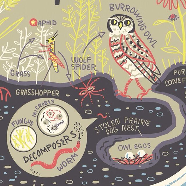 Another close up from my Great Plains ecosystem illustration. Never forget the bacteria! πππPreorder link to get Wondrous Workings of Planet Earth book for yourself in profile.
#ecology #bacteria #soilhealth #scientificillustration #protectourplanet #planetearth