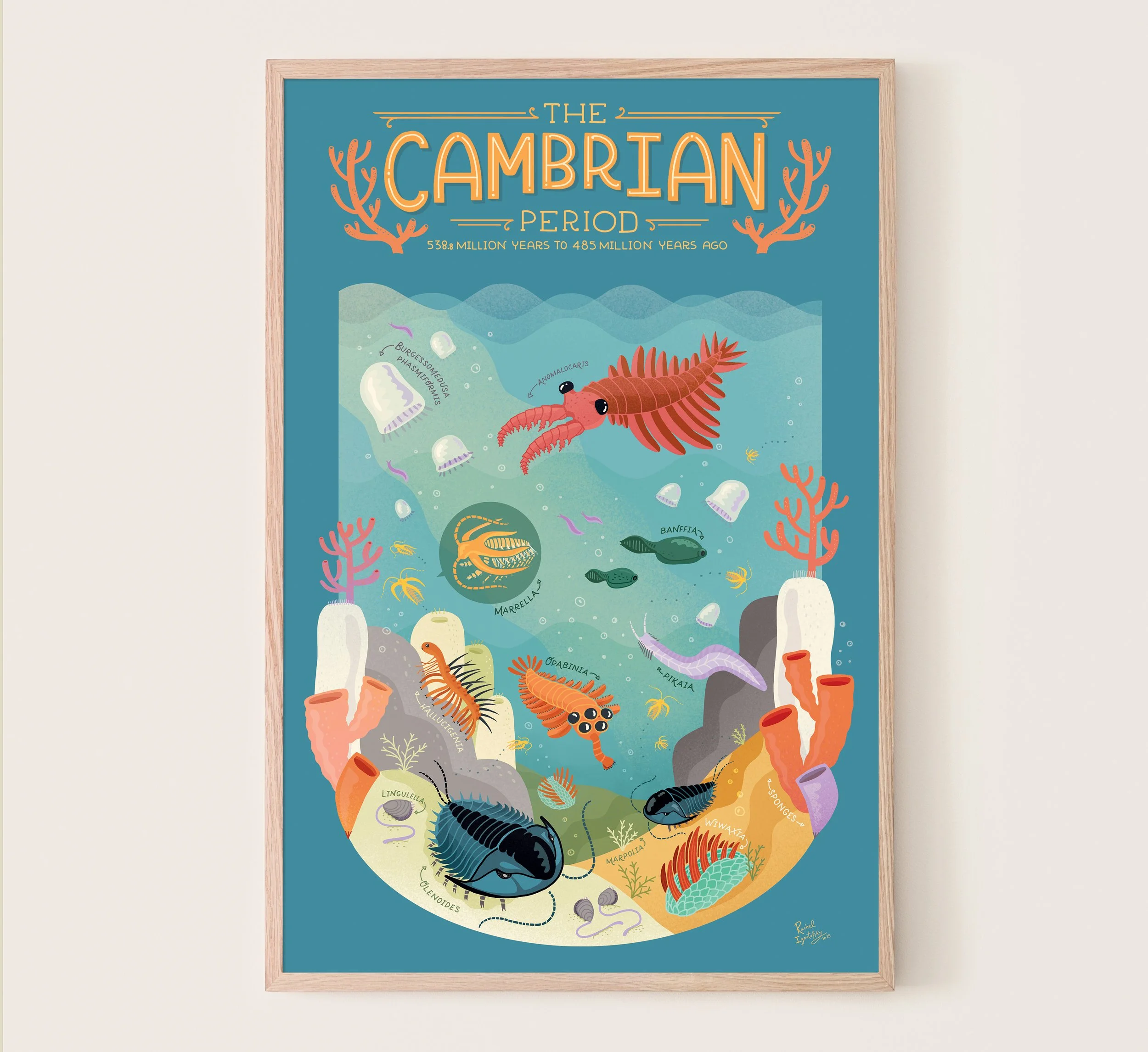 Cambrian frame.jpg