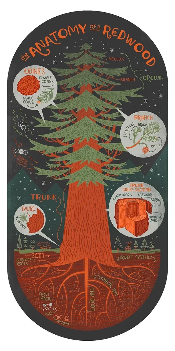 redwood+tree.webp