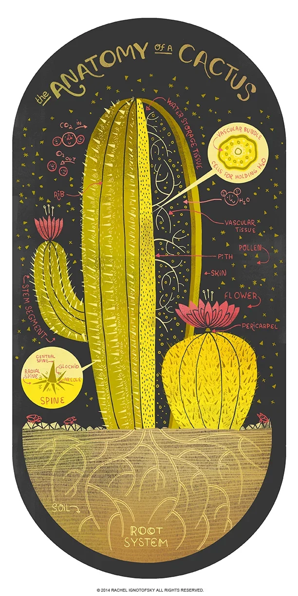 CACTI.webp