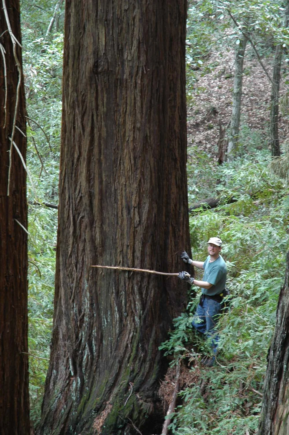 Summit-area residents fear timber bill could resurrect rejected logging plan