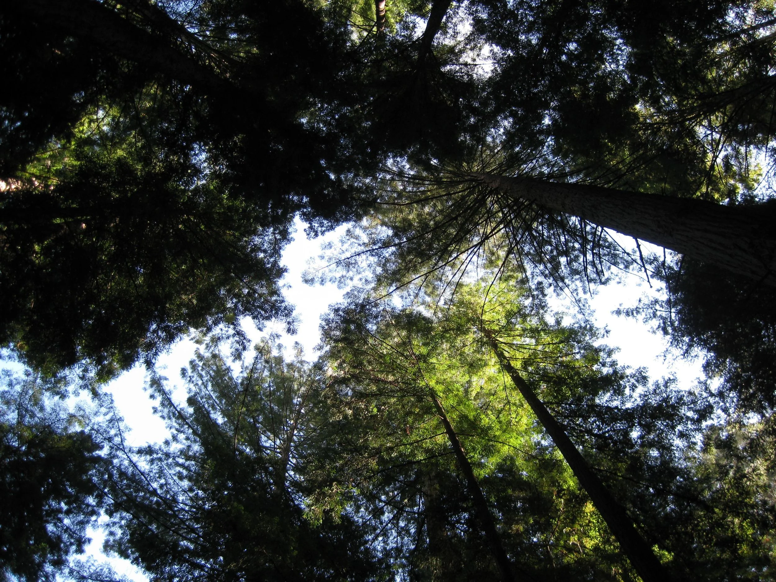 A new revenue stream from California's redwoods