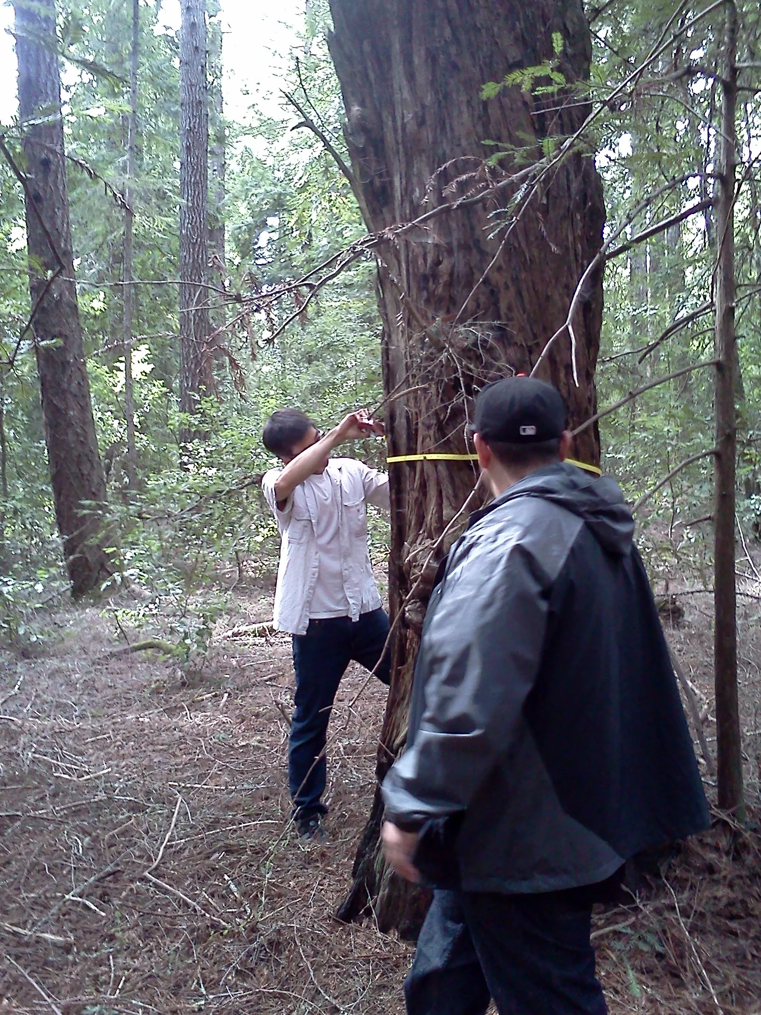 Forest scientist dispels common myths about old-growth redwood forests