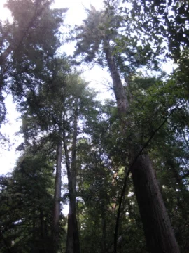 Can Redwoods Survive Climate Change?