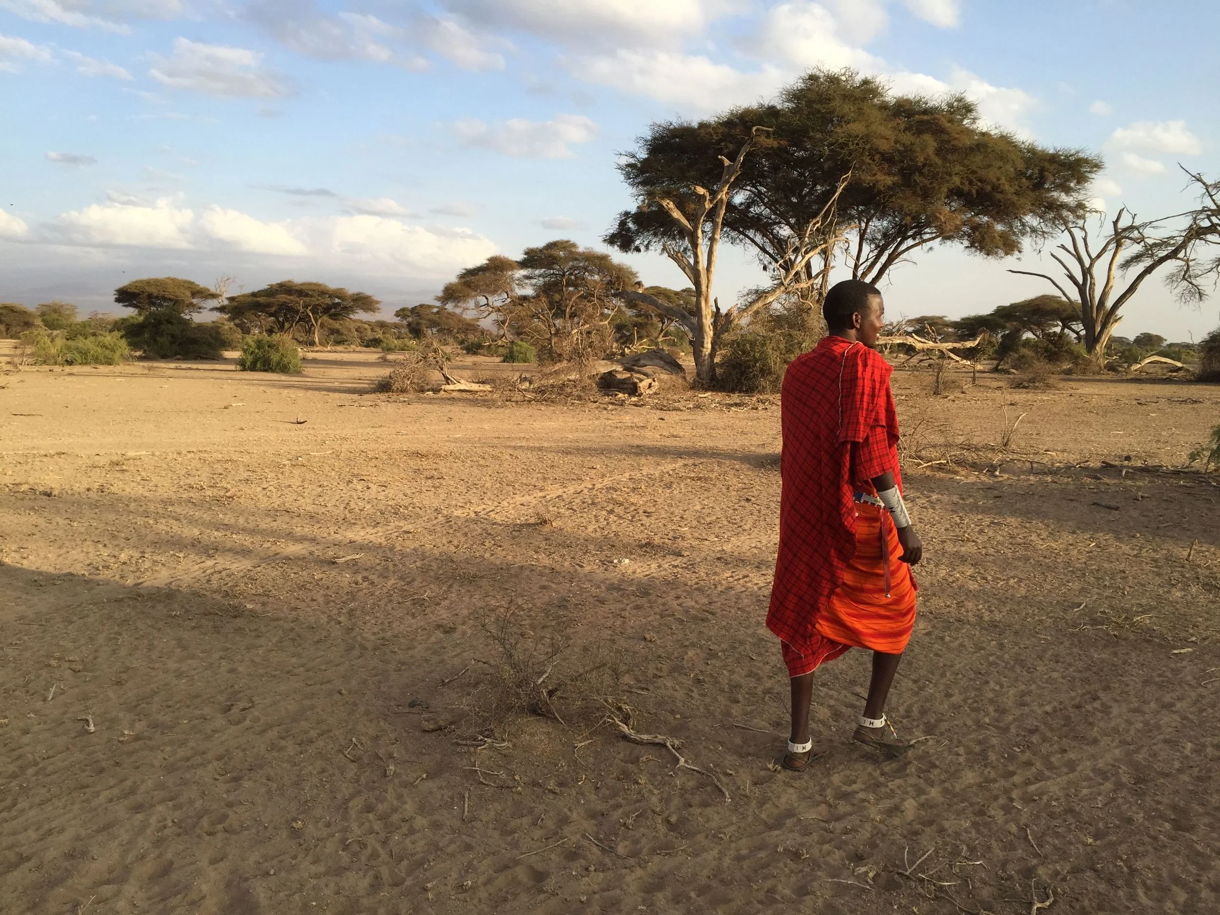William. a Masai tribesman, leads our group on a walking safari in game reserve in the foothills of Kilimanjaro. The nomadic Masai tribes live in the game reserves, where they herd cattle and goats. The Masai don't hunt wild animals, but they live among them.