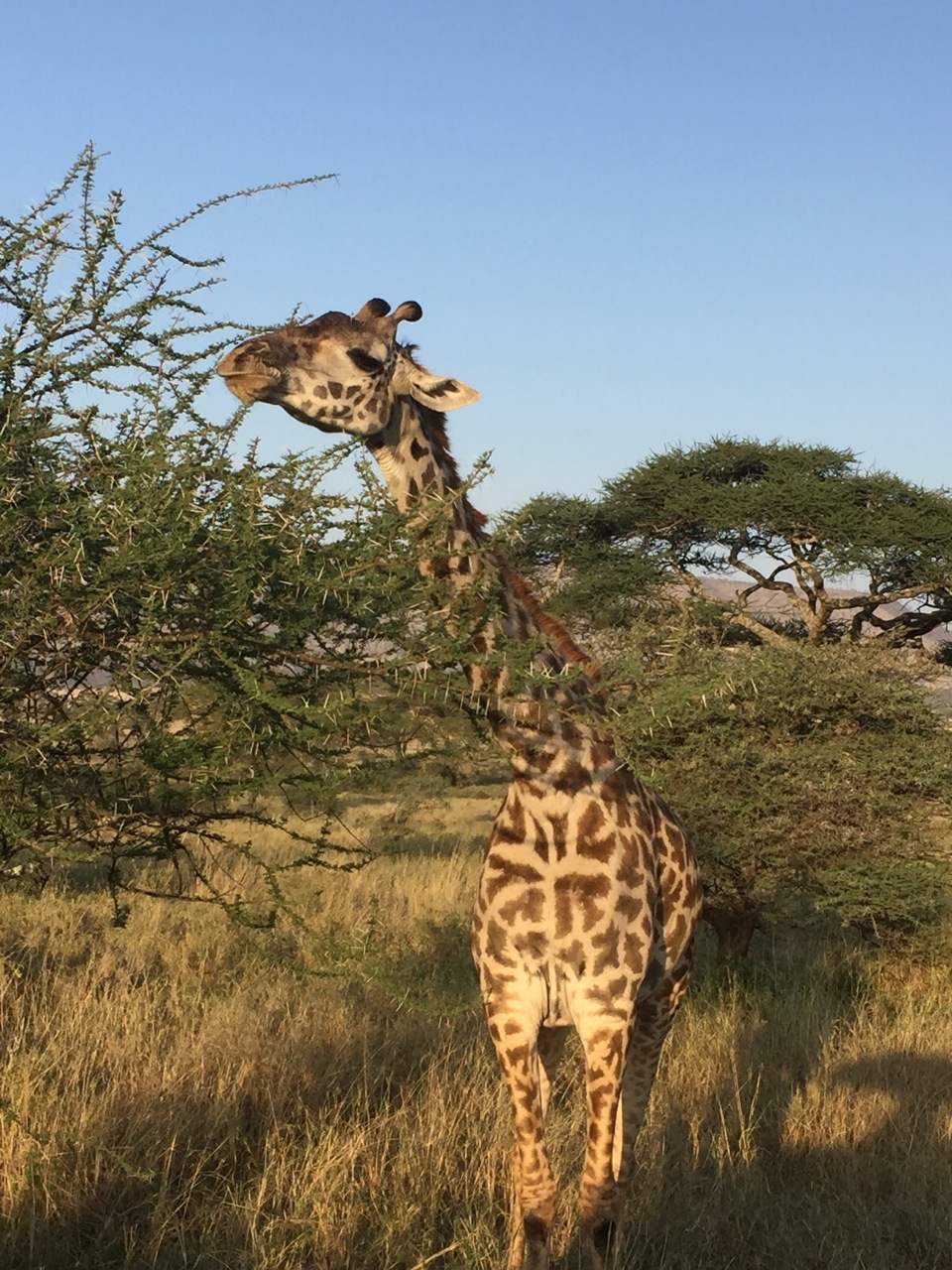Giraffe nibbling acacia leaves in the Kilimanjaro foothills.
