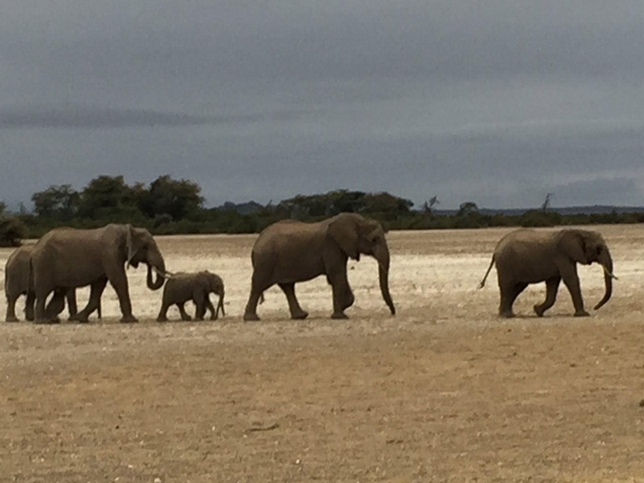 Elephant herd I photographed from our safari vehicle in the foothills of Mt. Kilimanjaro.