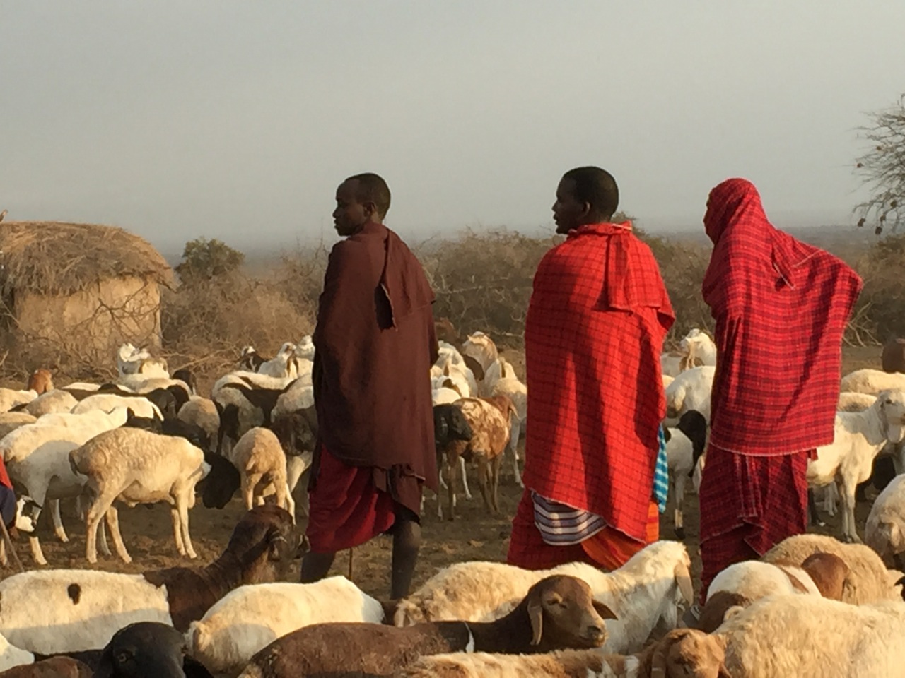 Masai men dressed in typical red robes and herding goats in the foothills of Kilimanjaro.