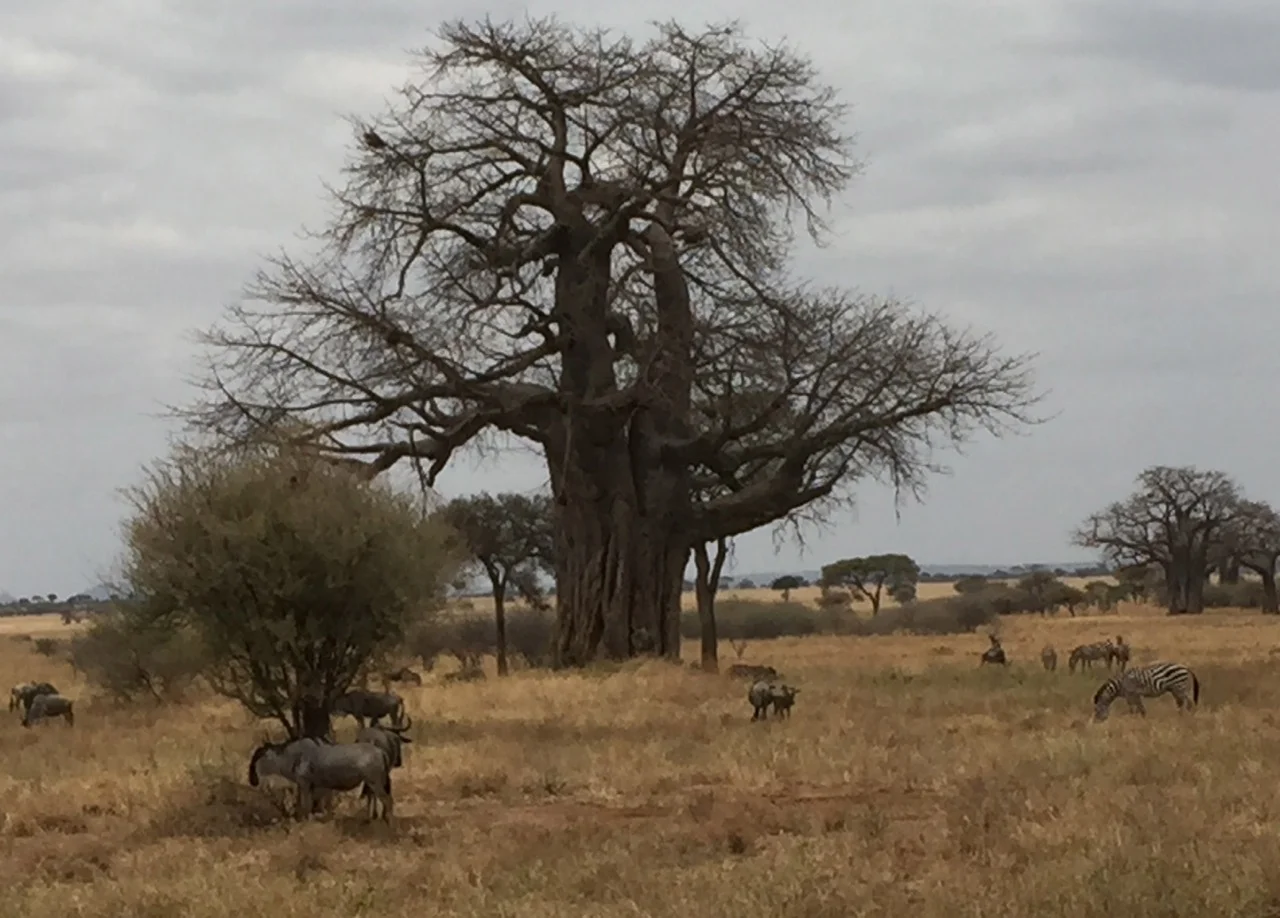 Zebras and wildebeests grazing at Tanangire National Park, with baobab trees in the background.