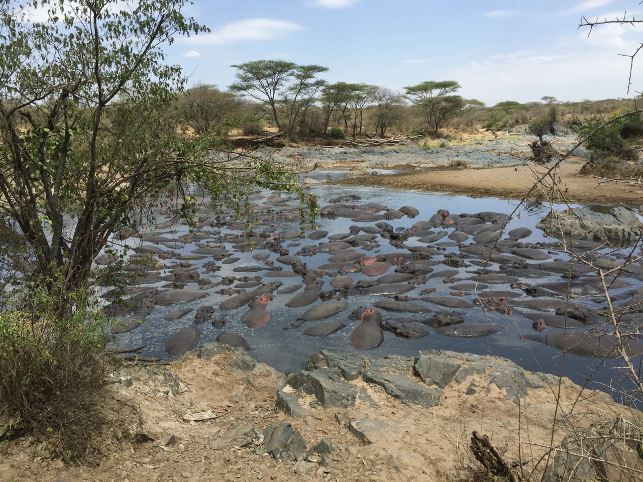 Hippos wallowing in a lagoon near the Tanangire National Park, Tanzania.
