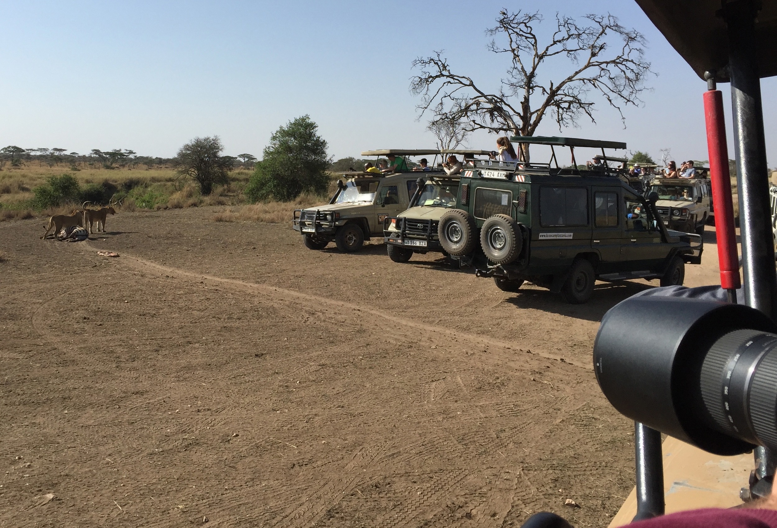 Though the lionesses stayed focused on their kill, the sight caused a safari vehicle traffic jam, as photographers snapped away with their high-powered cameras.
