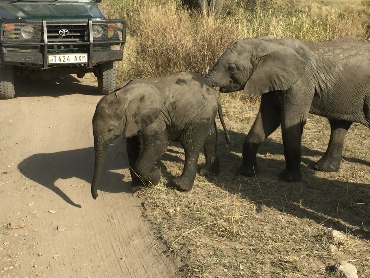 Elephants cross the roads in Serengeti National Park whenever they please, ignoring or at times insisting that photo safari vehicles get out of the way. They never get an argument!