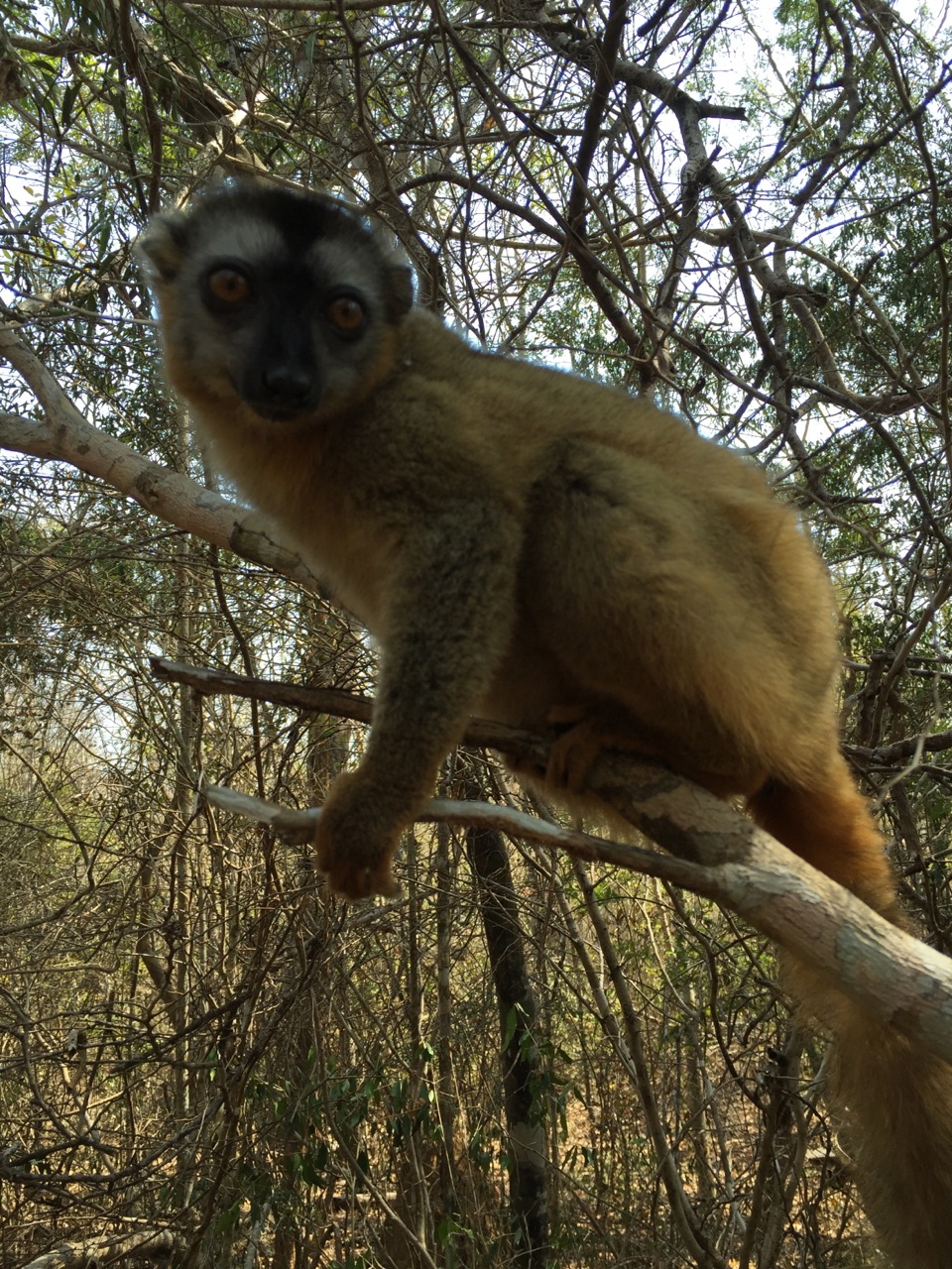 Brown lemur in the Kirindy Forest Reserve.
