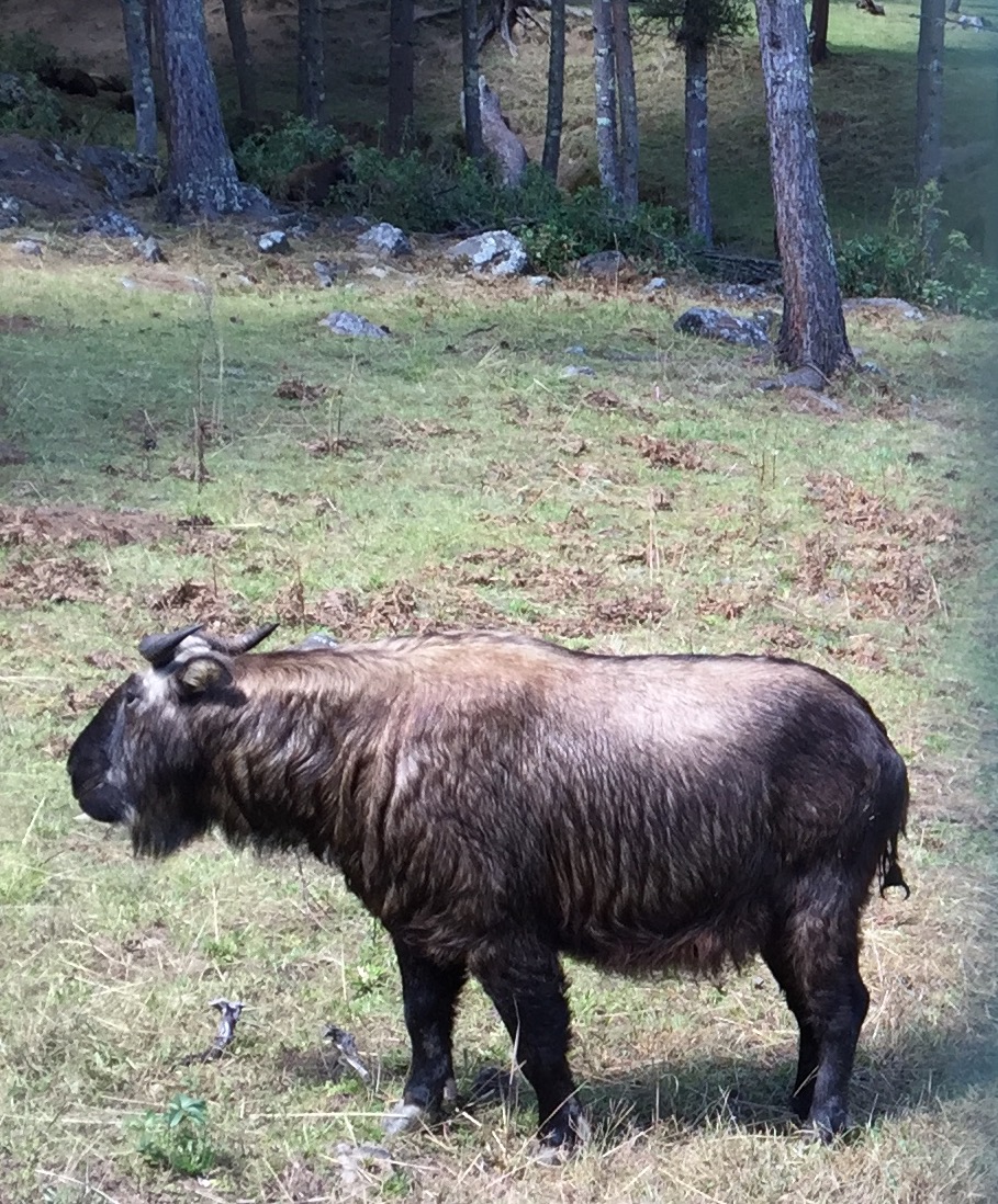 The takin, official national animal of Bhutan is protected in reserves. The animal resembles a cross between a goat and a moose.